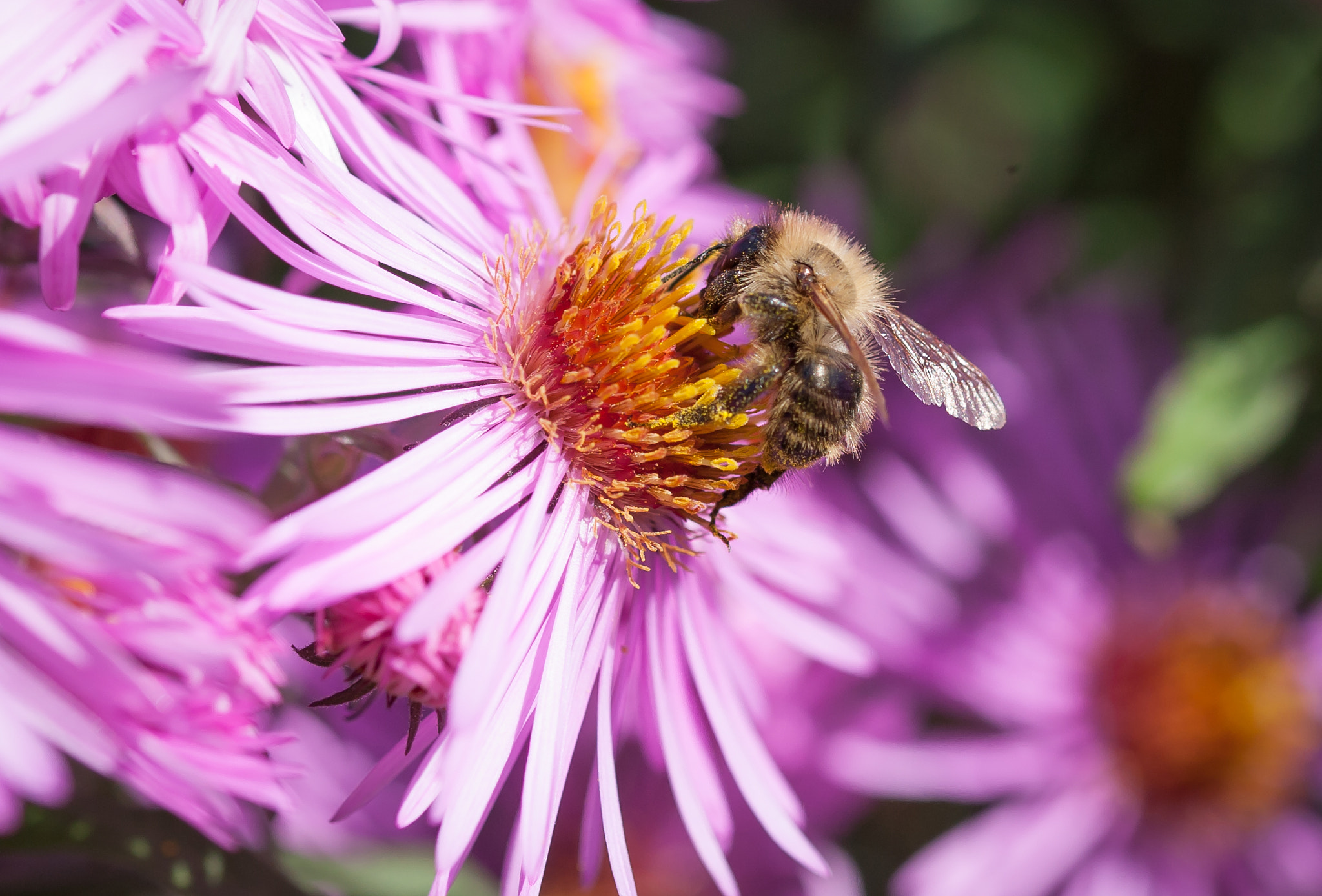 Canon EOS-1D Mark III sample photo. Hungry bee photography