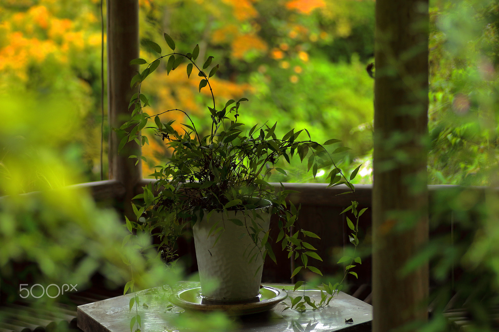 Canon EOS 100D (EOS Rebel SL1 / EOS Kiss X7) + Tamron SP AF 90mm F2.8 Di Macro sample photo. Flowerpot photography