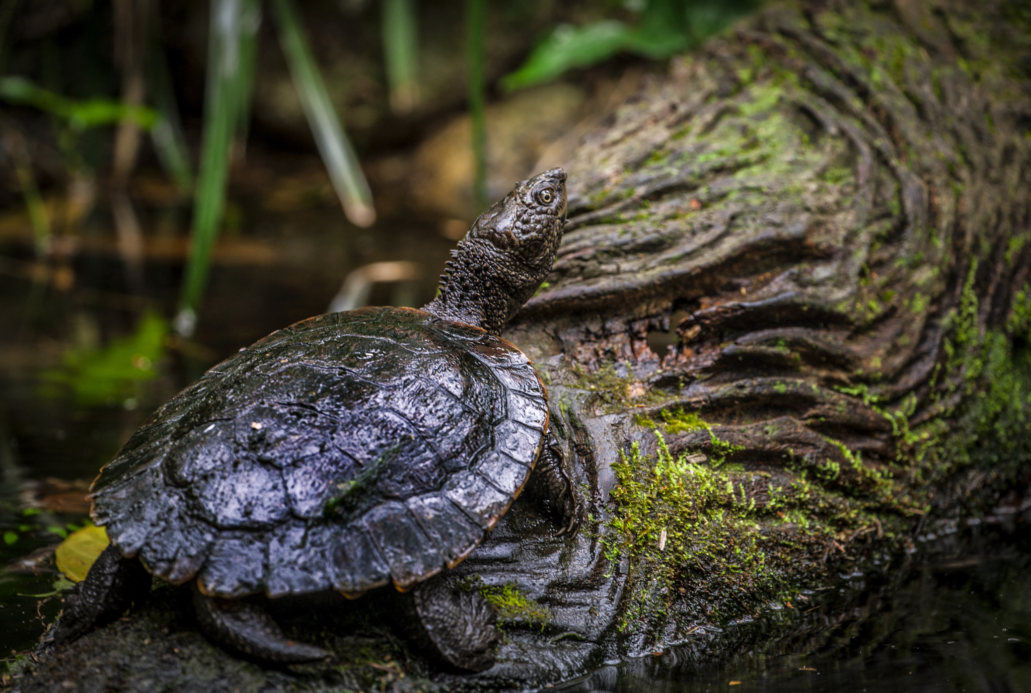 Canon EOS-1D Mark III sample photo. Turtle photography