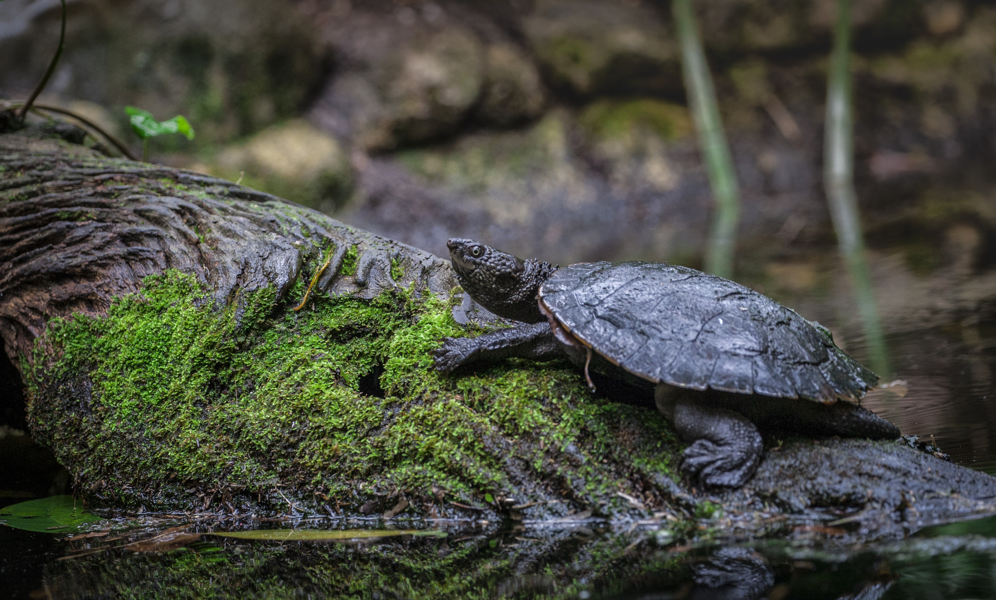 Canon EOS-1D Mark III sample photo. Turtle photography