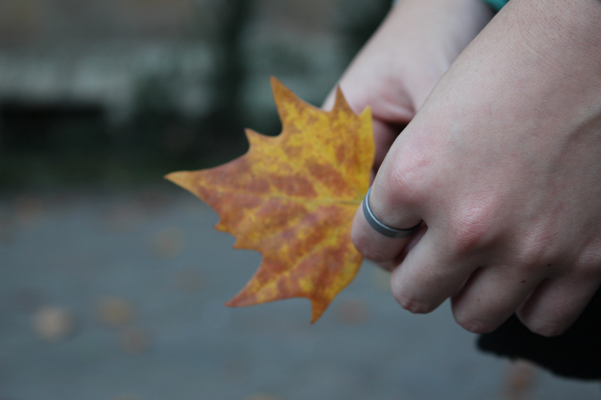 Canon EOS 650D (EOS Rebel T4i / EOS Kiss X6i) sample photo. Autumn leaf photography