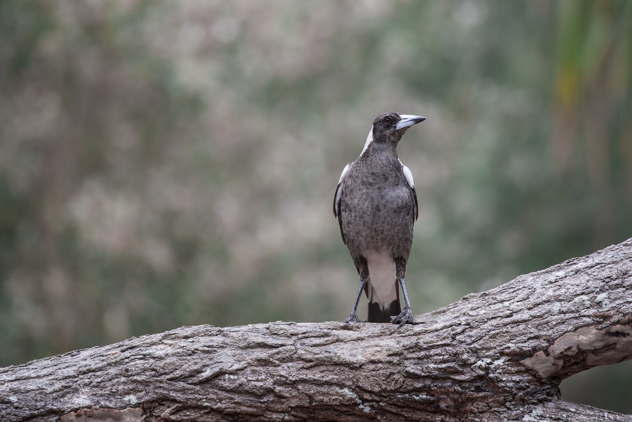 Canon EOS-1D Mark III sample photo. Magpie photography