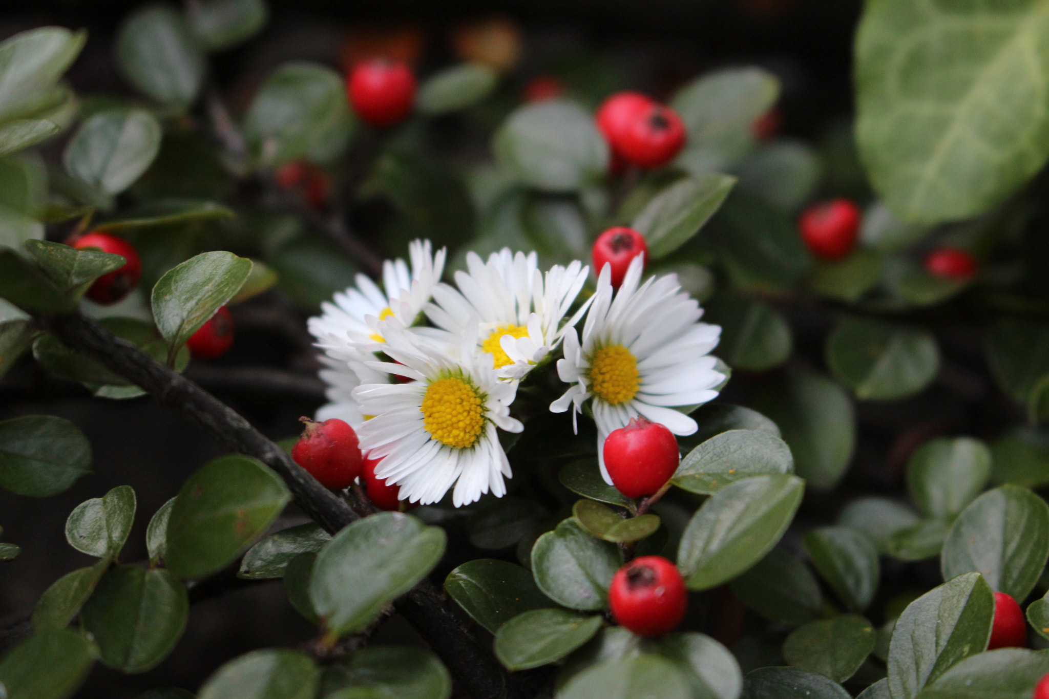 Canon EOS 650D (EOS Rebel T4i / EOS Kiss X6i) sample photo. Lil daisy photography