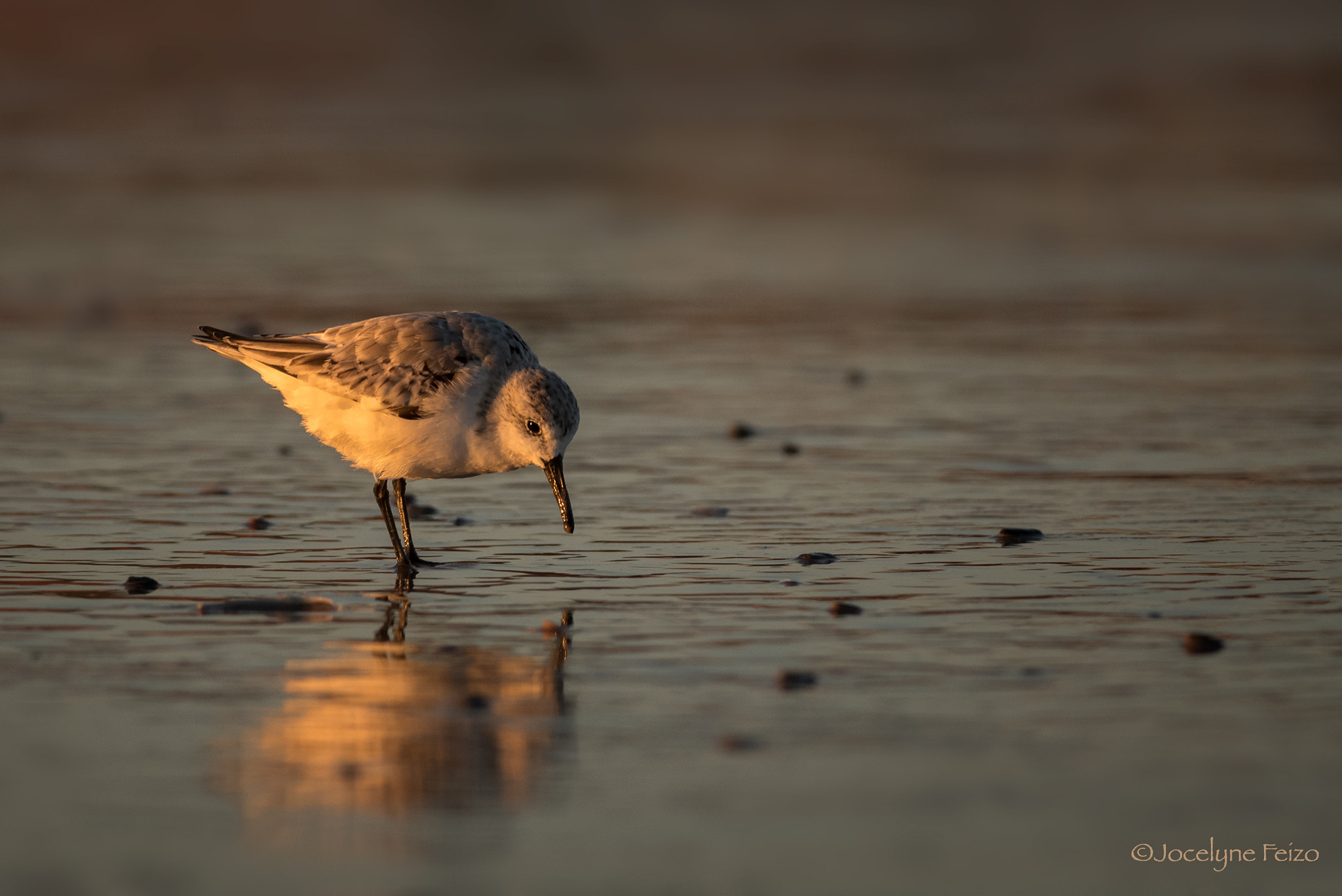 Nikon D750 + Nikon AF-S Nikkor 300mm F4D ED-IF sample photo. Sanderling in early morning photography