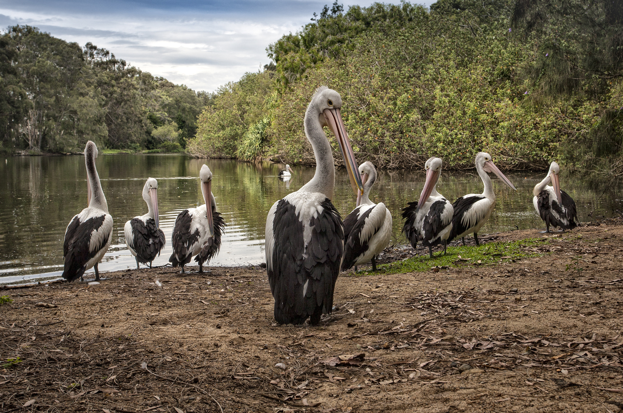 Canon EOS-1D Mark III + Canon EF 17-40mm F4L USM sample photo. Pelicans photography