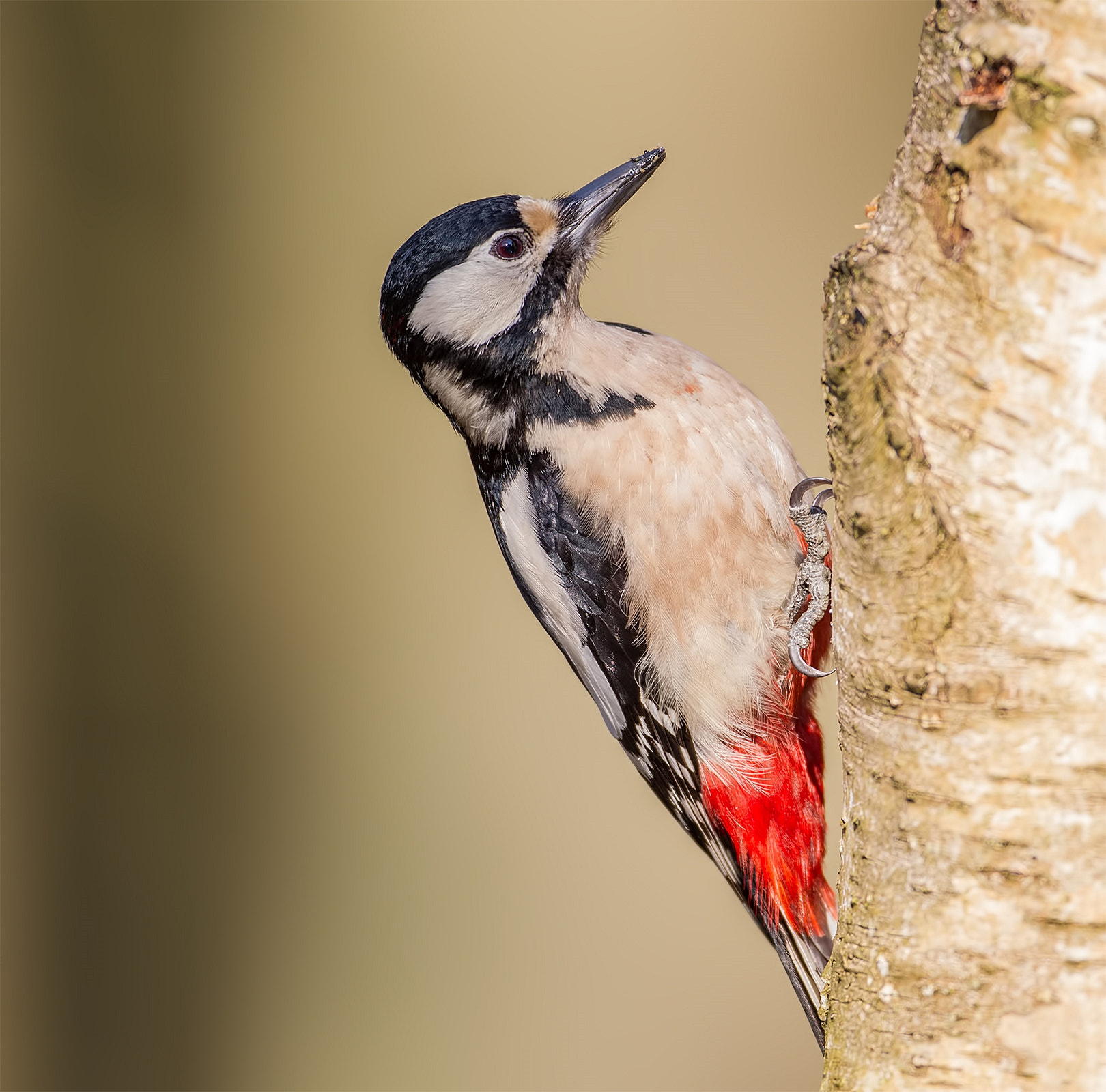 Canon EF 500mm F4L IS USM sample photo. Carving wood photography
