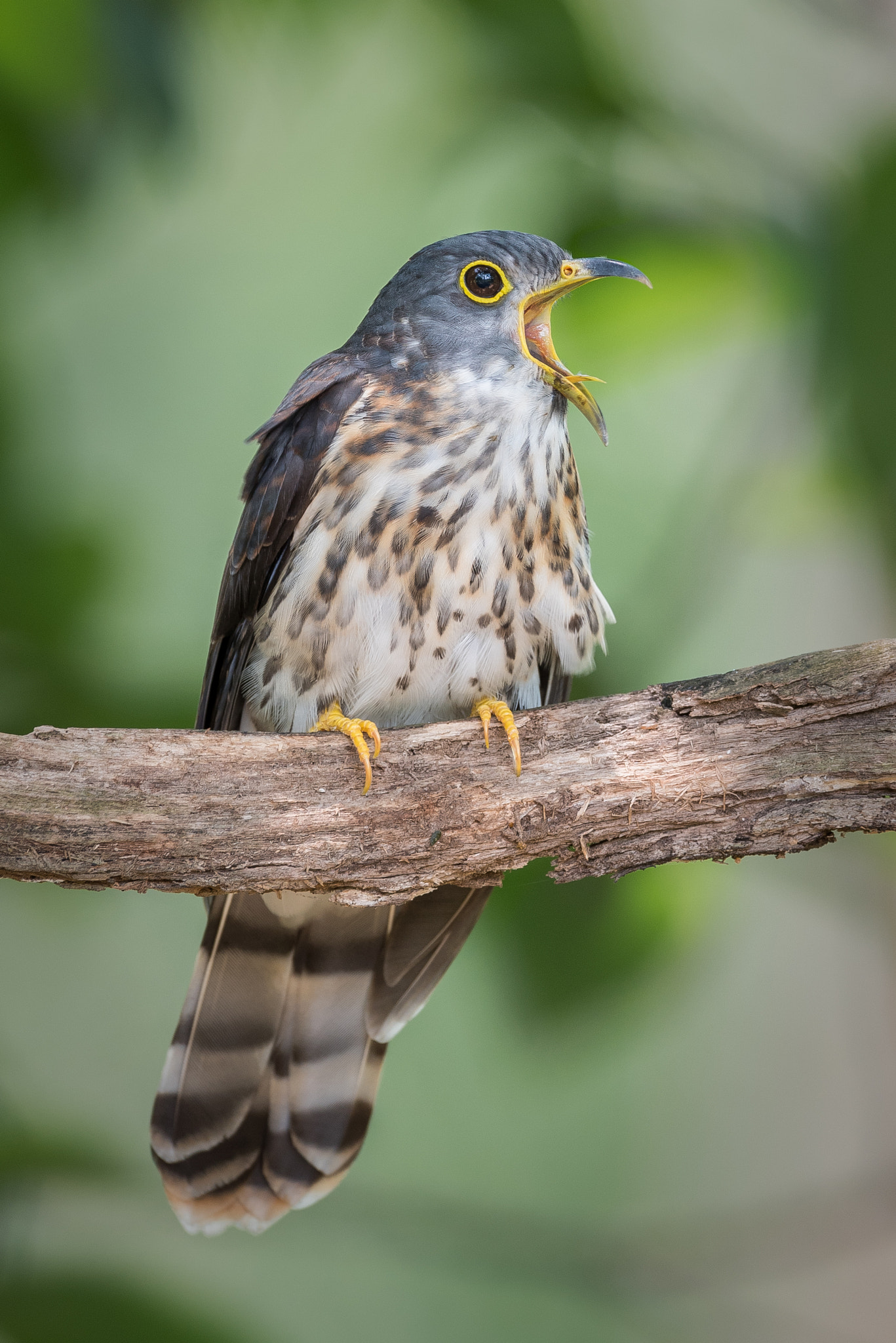 Nikon AF-S Nikkor 600mm F4E FL ED VR sample photo. Open mouth photography