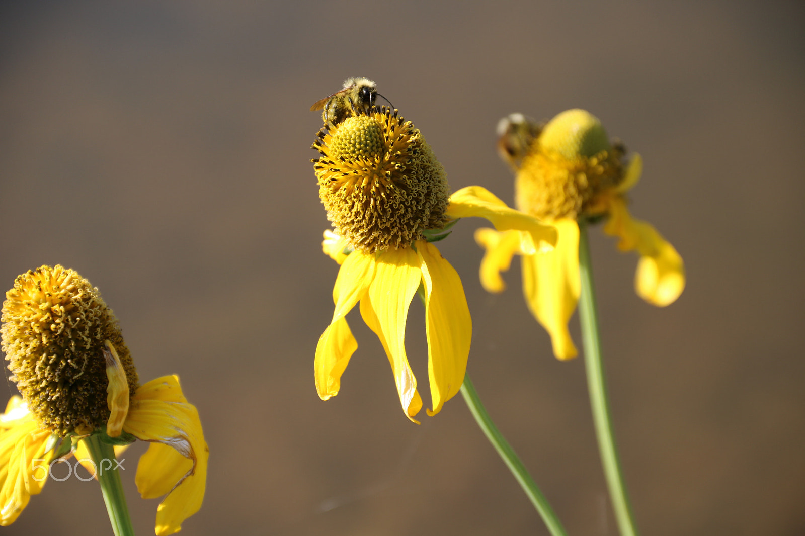 Canon EOS 750D (EOS Rebel T6i / EOS Kiss X8i) sample photo. Buzz 3929 photography