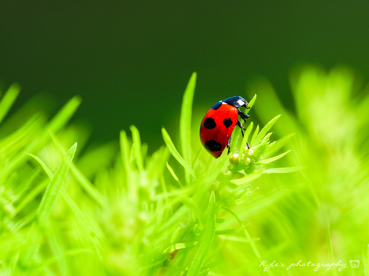 Olympus OM-D E-M1 + Sigma 150mm F2.8 EX DG Macro HSM sample photo. 小瓢蟲 photography