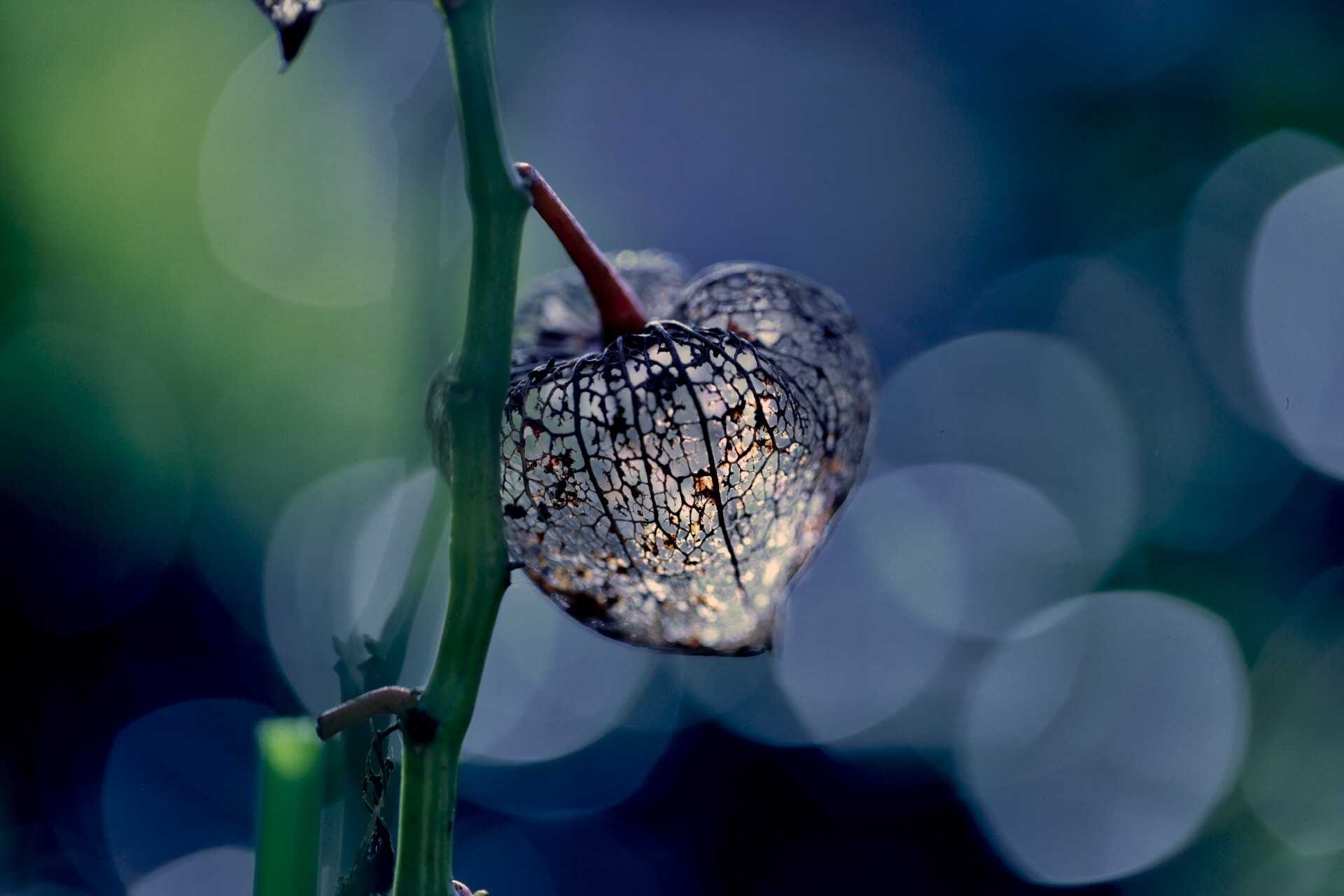 Canon EOS 6D + Canon EF 100mm F2.8L Macro IS USM sample photo. Ground cherry photography