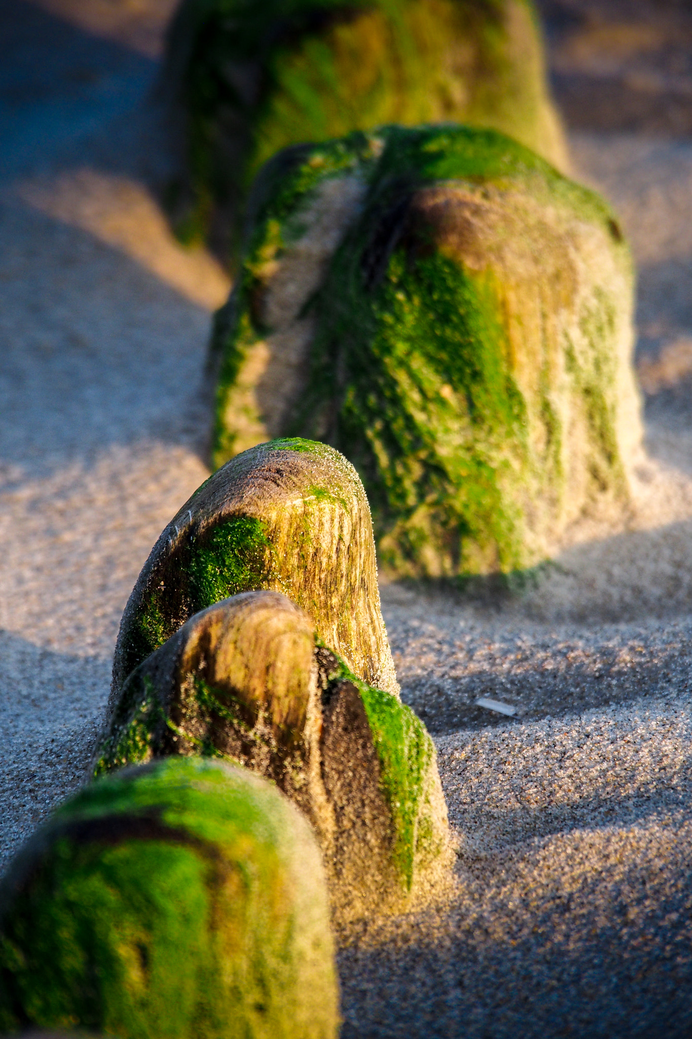 Olympus OM-D E-M5 sample photo. Wooden mountains in the sand... photography