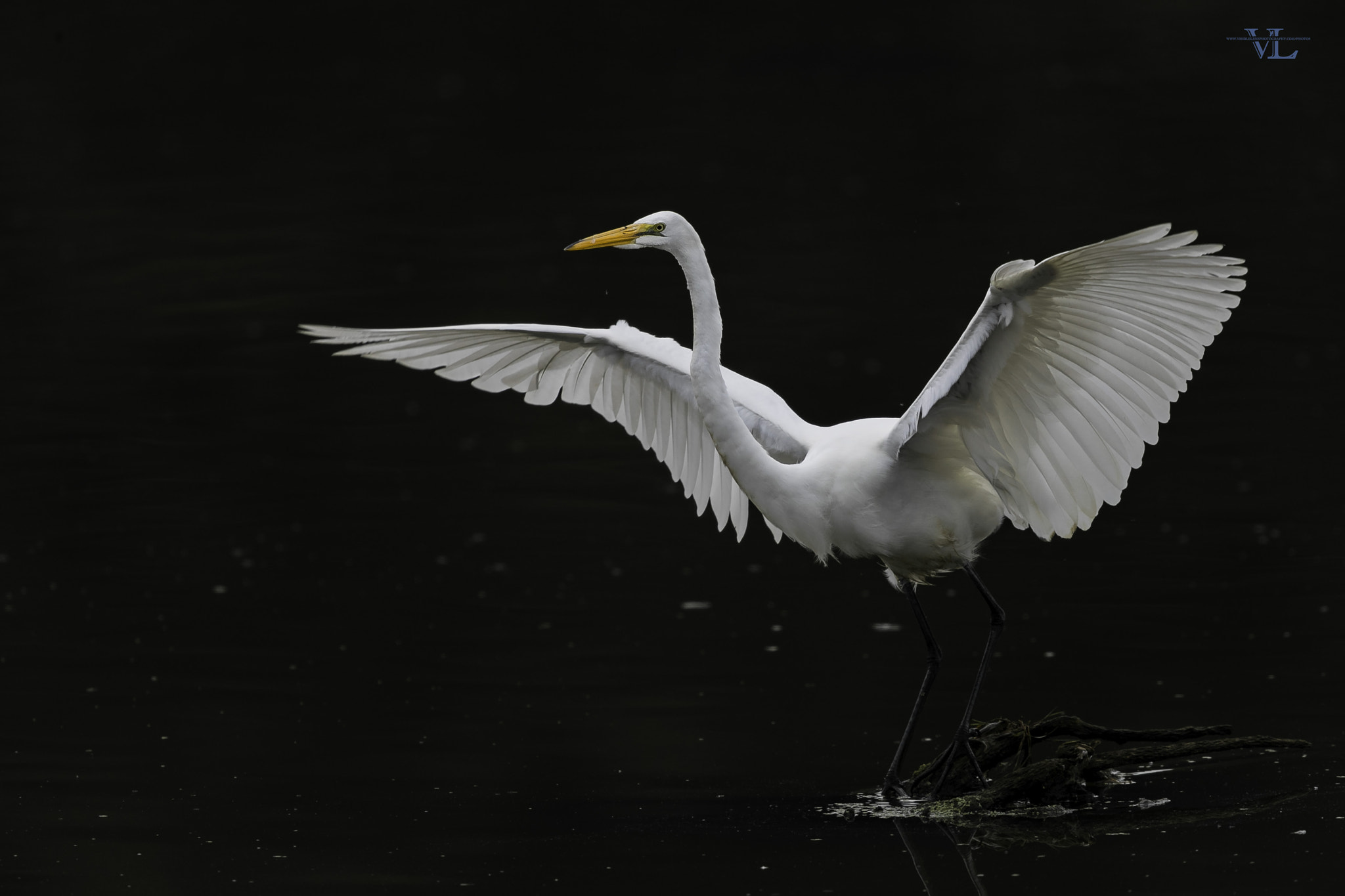 Canon EF 600mm F4L IS II USM sample photo. Widely spread photography