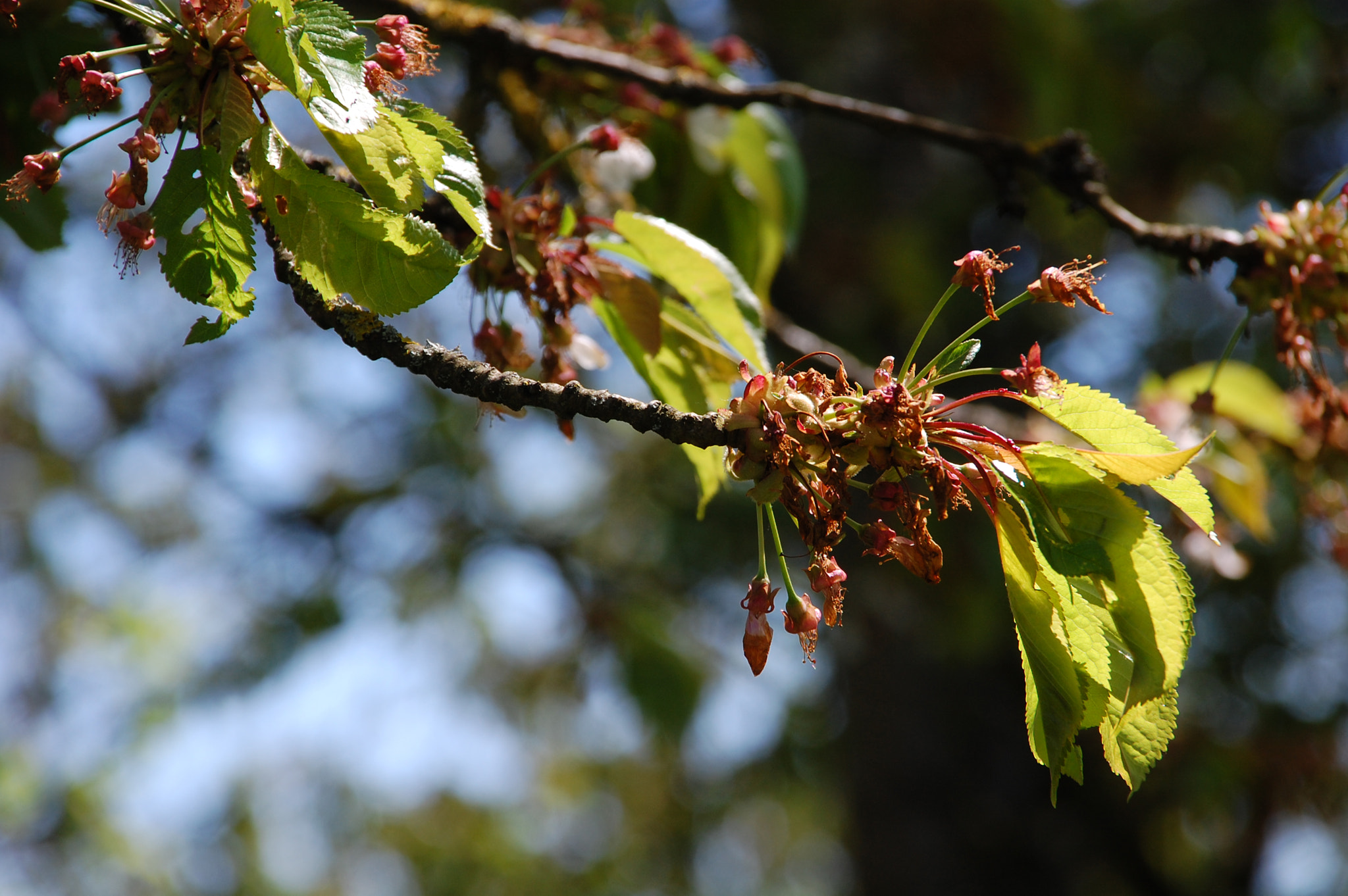 Sigma 18-200mm F3.5-6.3 DC sample photo. Natural world photography