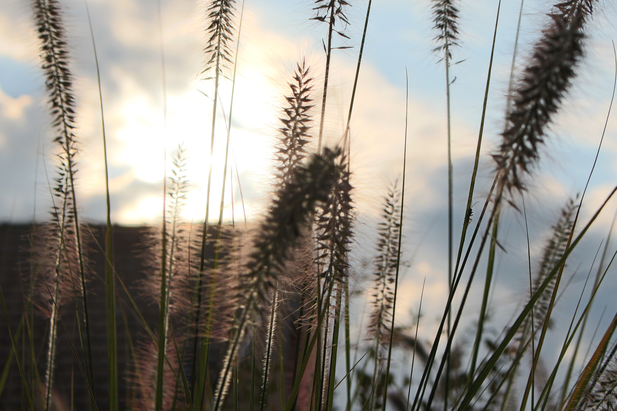 Canon EOS 650D (EOS Rebel T4i / EOS Kiss X6i) sample photo. Morning lights photography