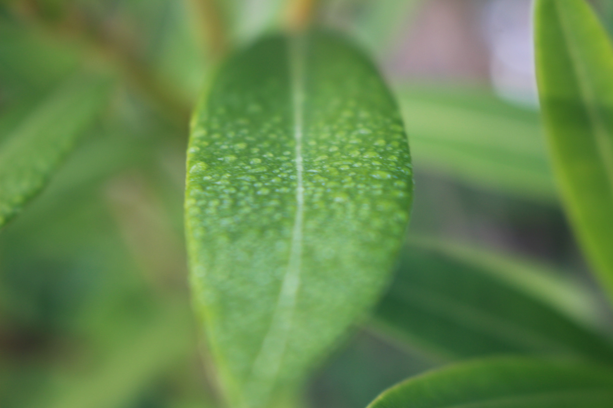 Canon EOS 650D (EOS Rebel T4i / EOS Kiss X6i) sample photo. Drops photography