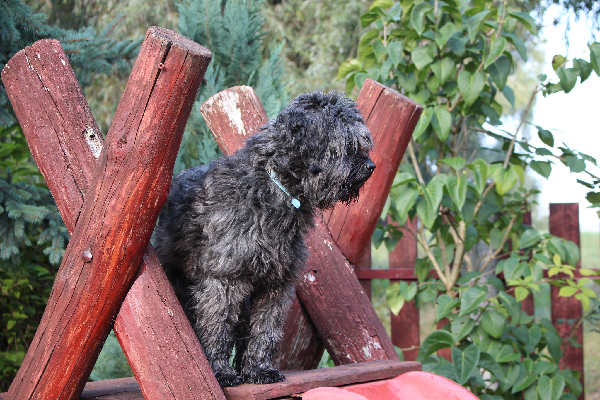 Canon EOS 650D (EOS Rebel T4i / EOS Kiss X6i) sample photo. Fluffy photography
