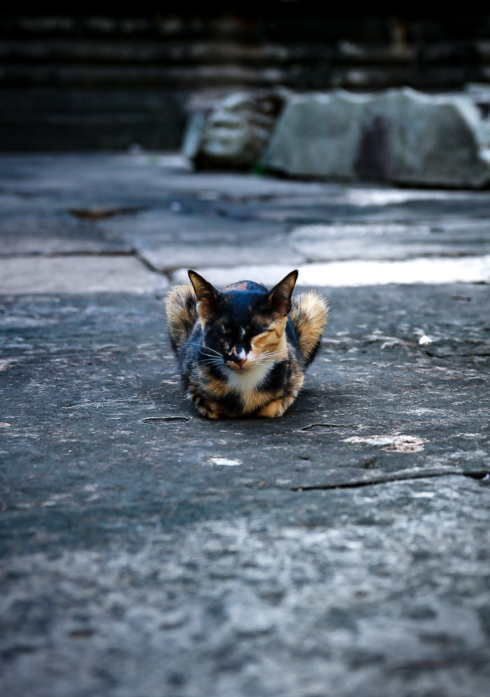 Canon EF-S 17-55mm F2.8 IS USM sample photo. Angkor kitty. photography