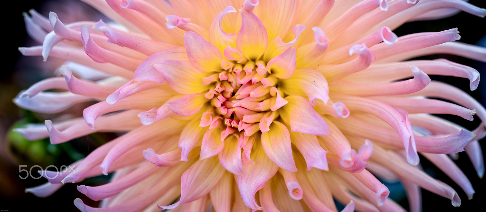 Sigma 105mm F2.8 EX DG OS HSM sample photo. Dahlia cactus pink photography