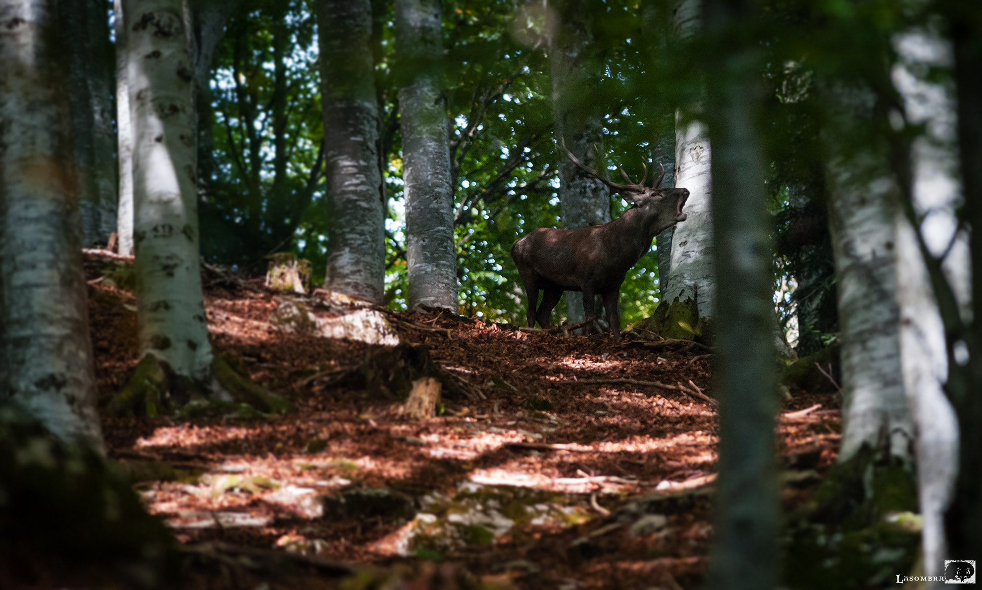 Nikon D3 sample photo. The deer belling photography