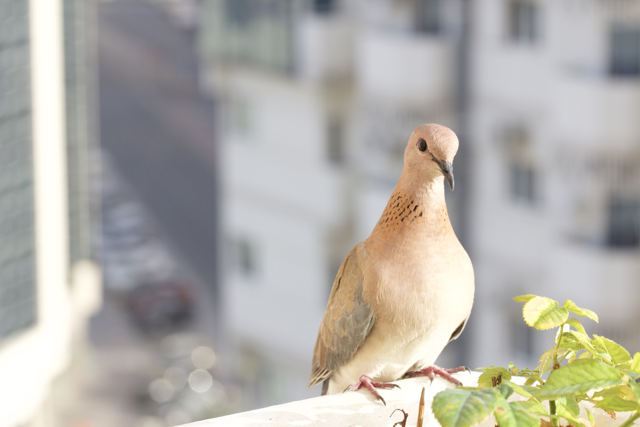 Canon EOS 60D + Canon EF 100mm F2.8L Macro IS USM sample photo