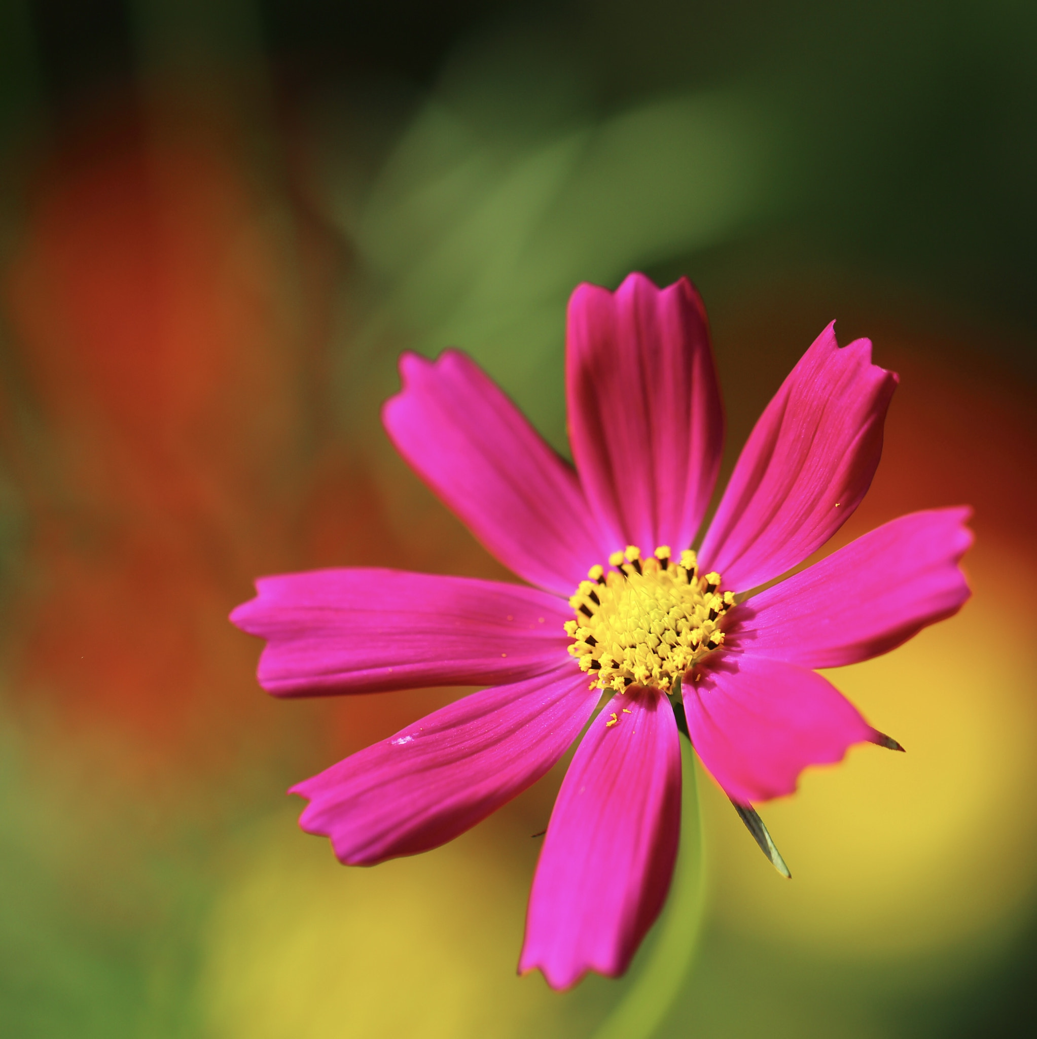 Canon EOS 6D + Canon EF 100mm F2.8L Macro IS USM sample photo. Cosmos photography