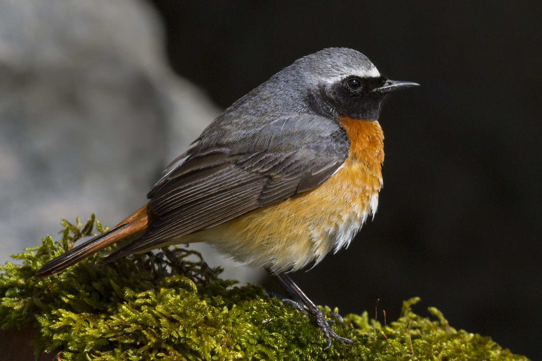 Canon EF 300mm F2.8L IS USM sample photo. Redstart (phoenicurus phoenicurus) photography