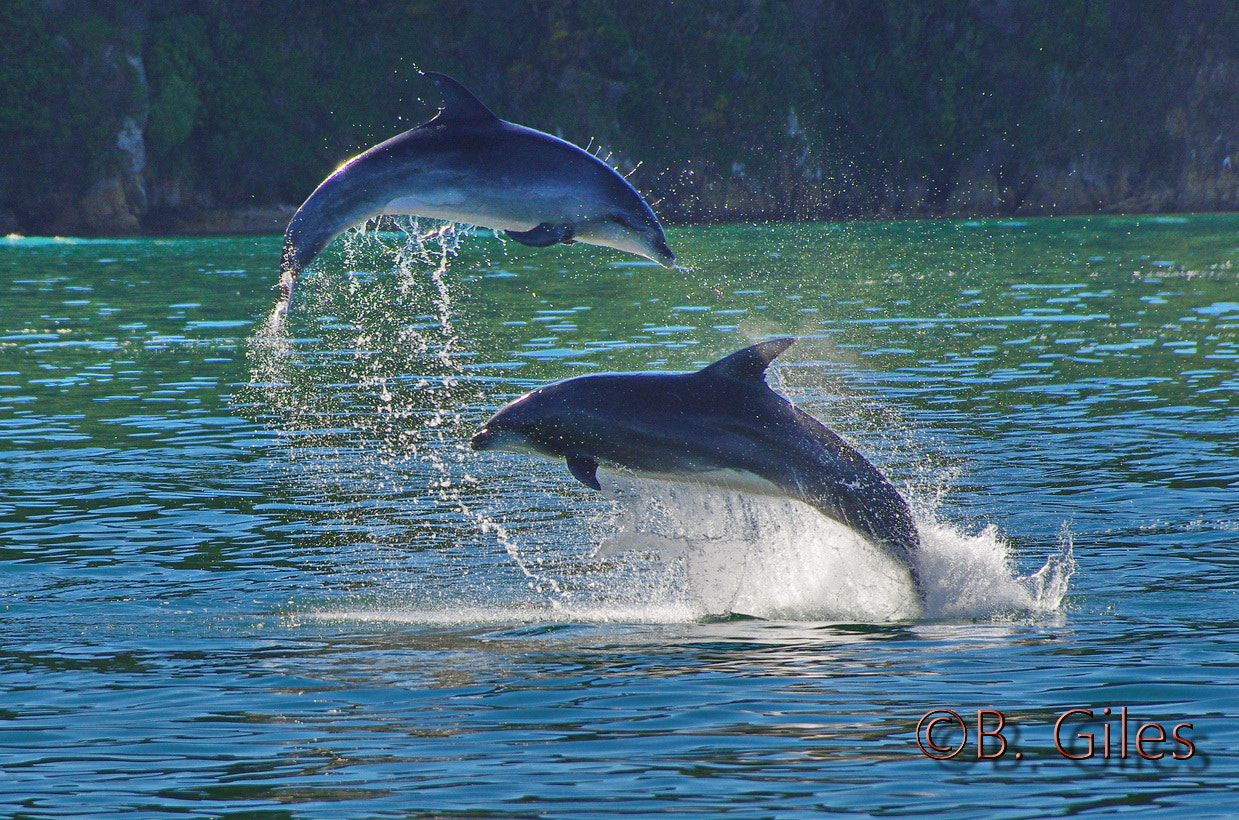 Pentax smc DA* 60-250mm F4.0 ED (IF) SDM sample photo. Bottlenose fun photography