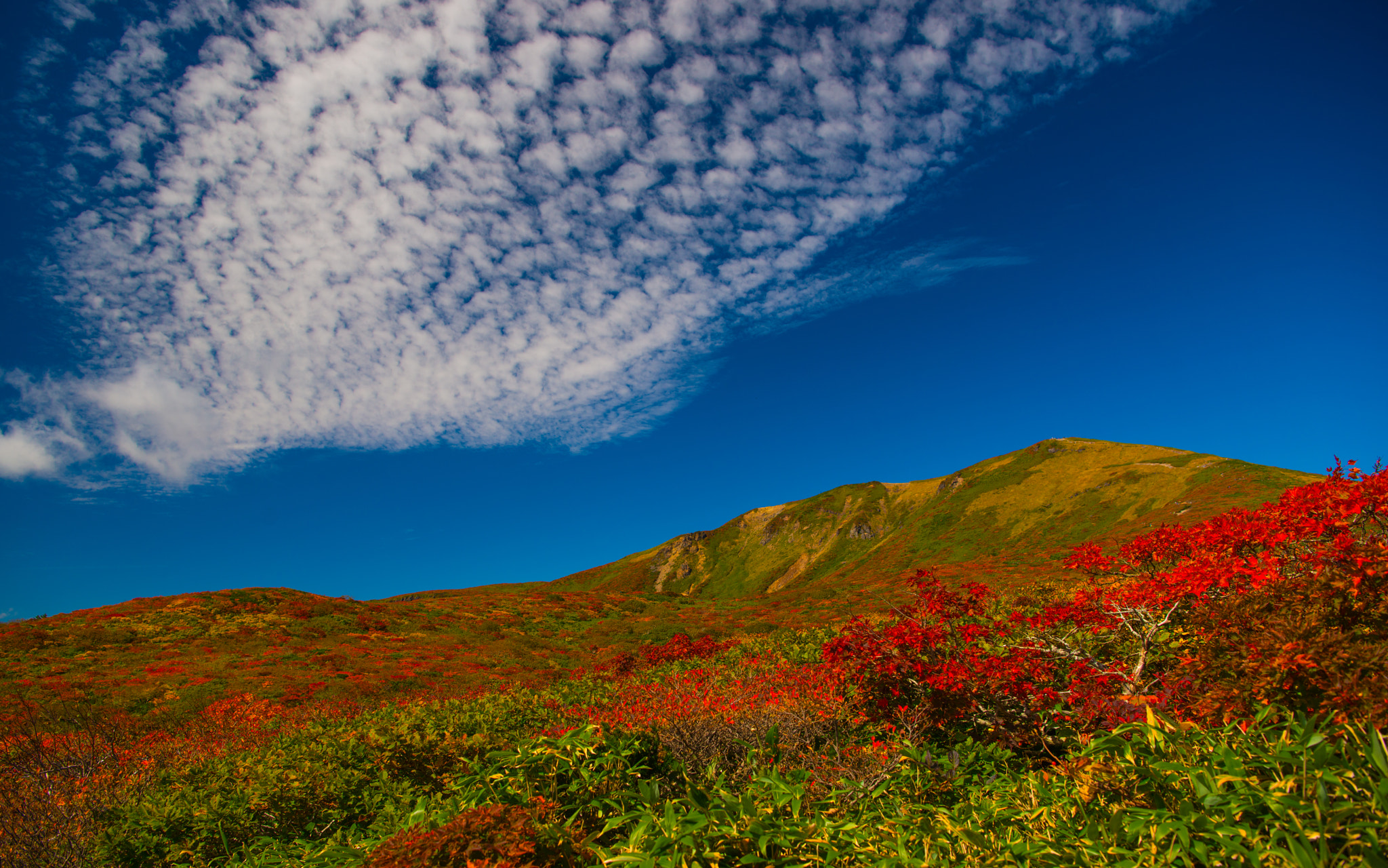 Nikon AF-S Nikkor 24-70mm F2.8E ED VR sample photo. Japanese beautiful season 1 photography