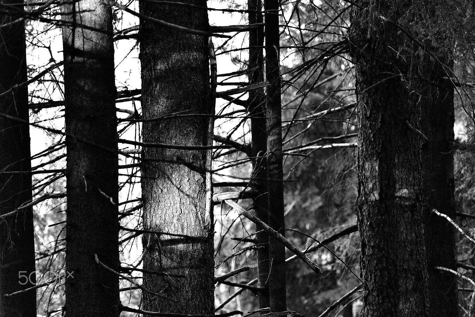 Nikon AF-S Nikkor 70-200mm F4G ED VR sample photo. In the wood - nel bosco photography