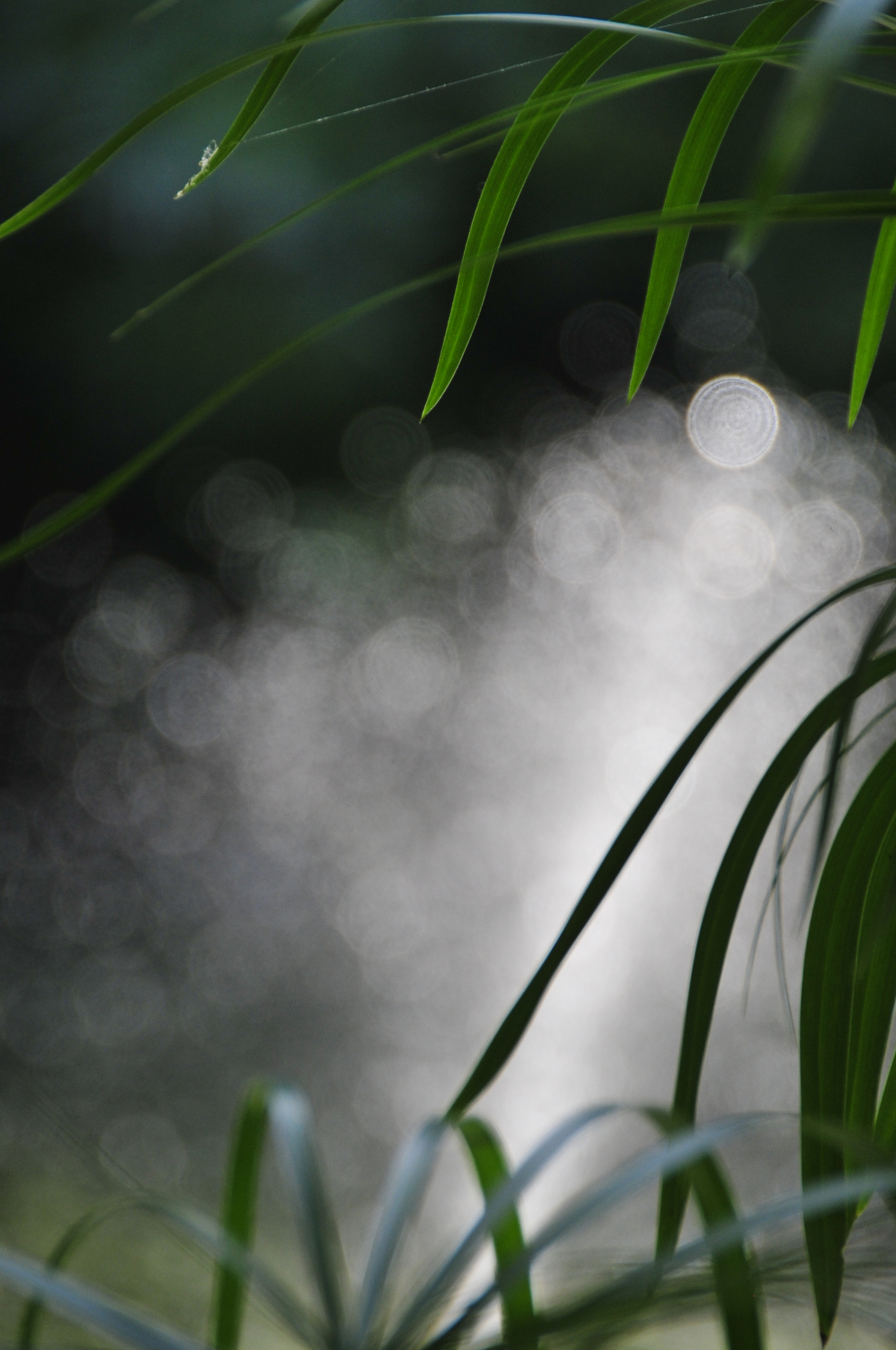 Nikon D3 sample photo. .. photography