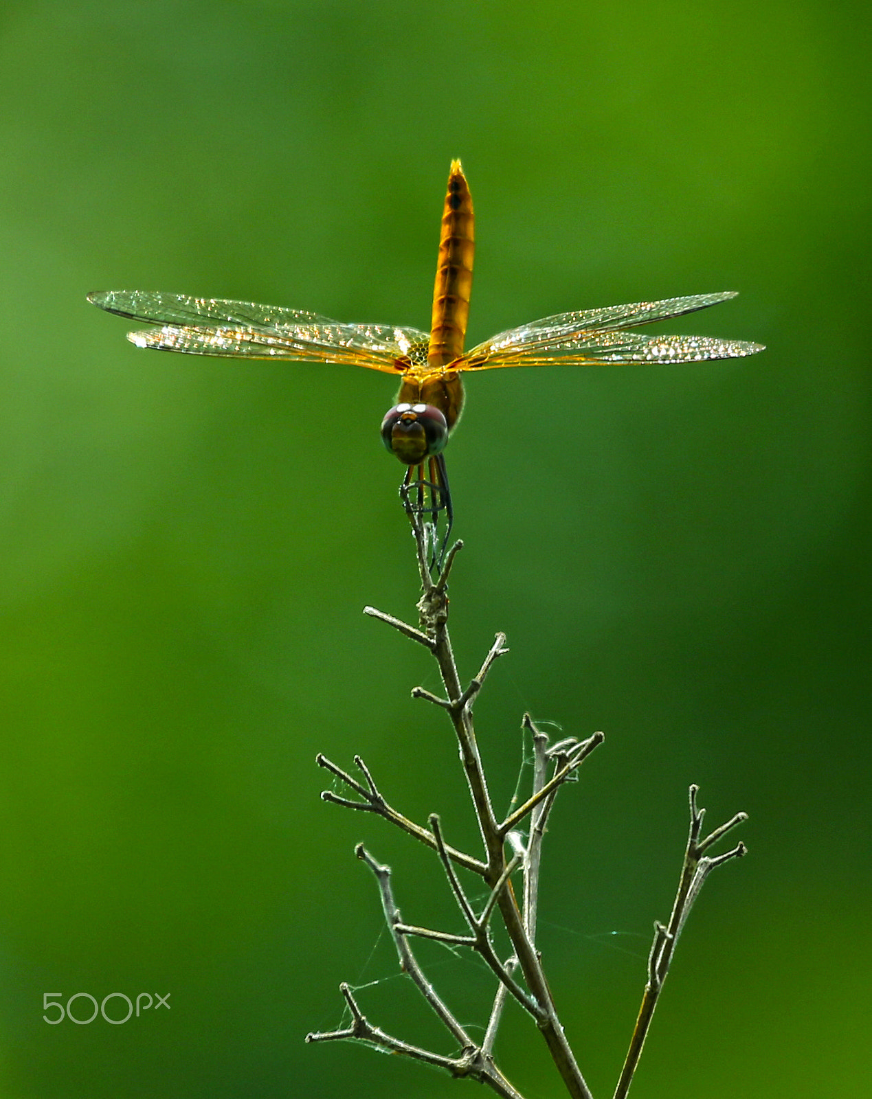 Canon EOS-1D X + Canon EF 100-400mm F4.5-5.6L IS USM sample photo. Dragonfly photography
