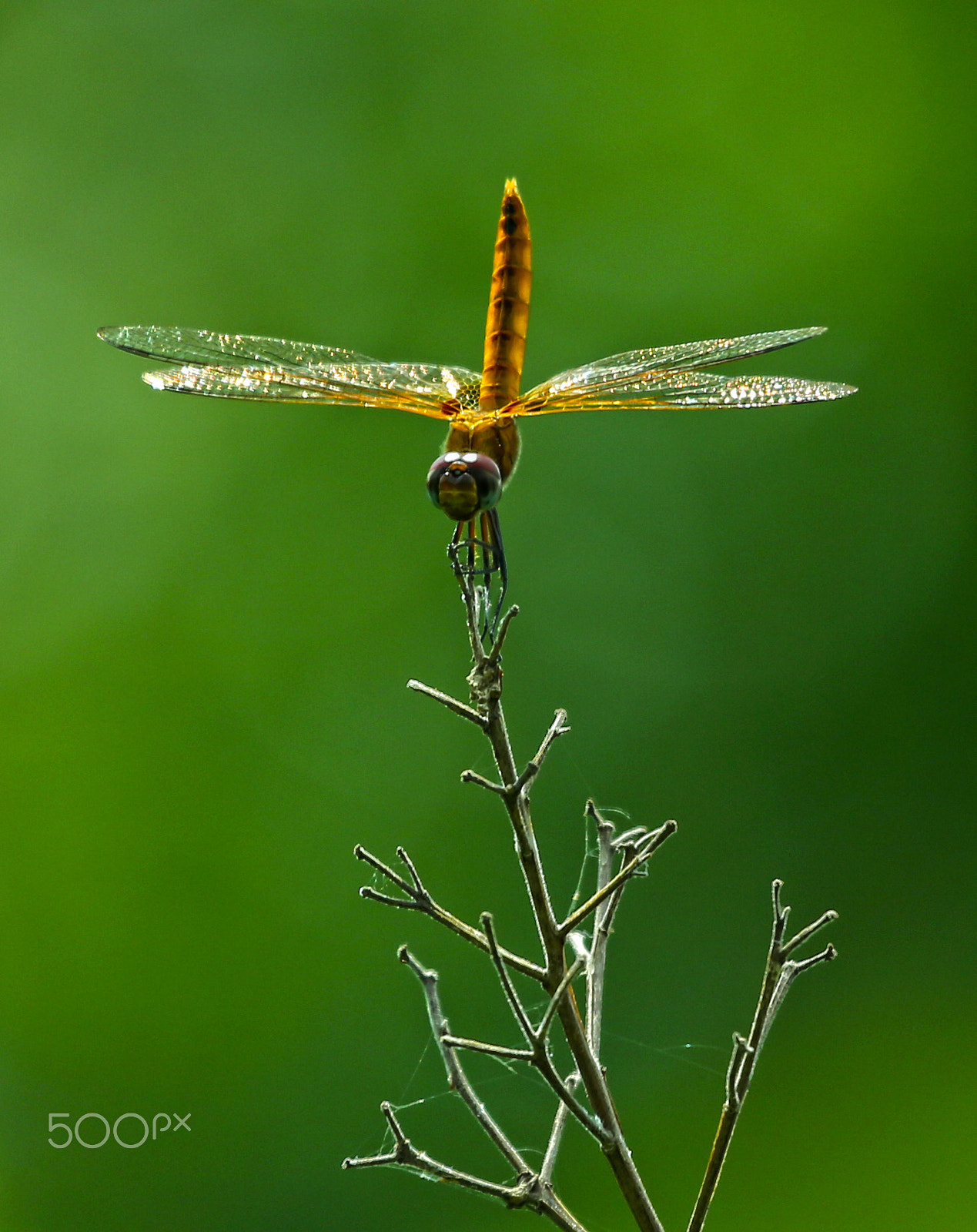Canon EF 100-400mm F4.5-5.6L IS USM sample photo. Dragonfly photography