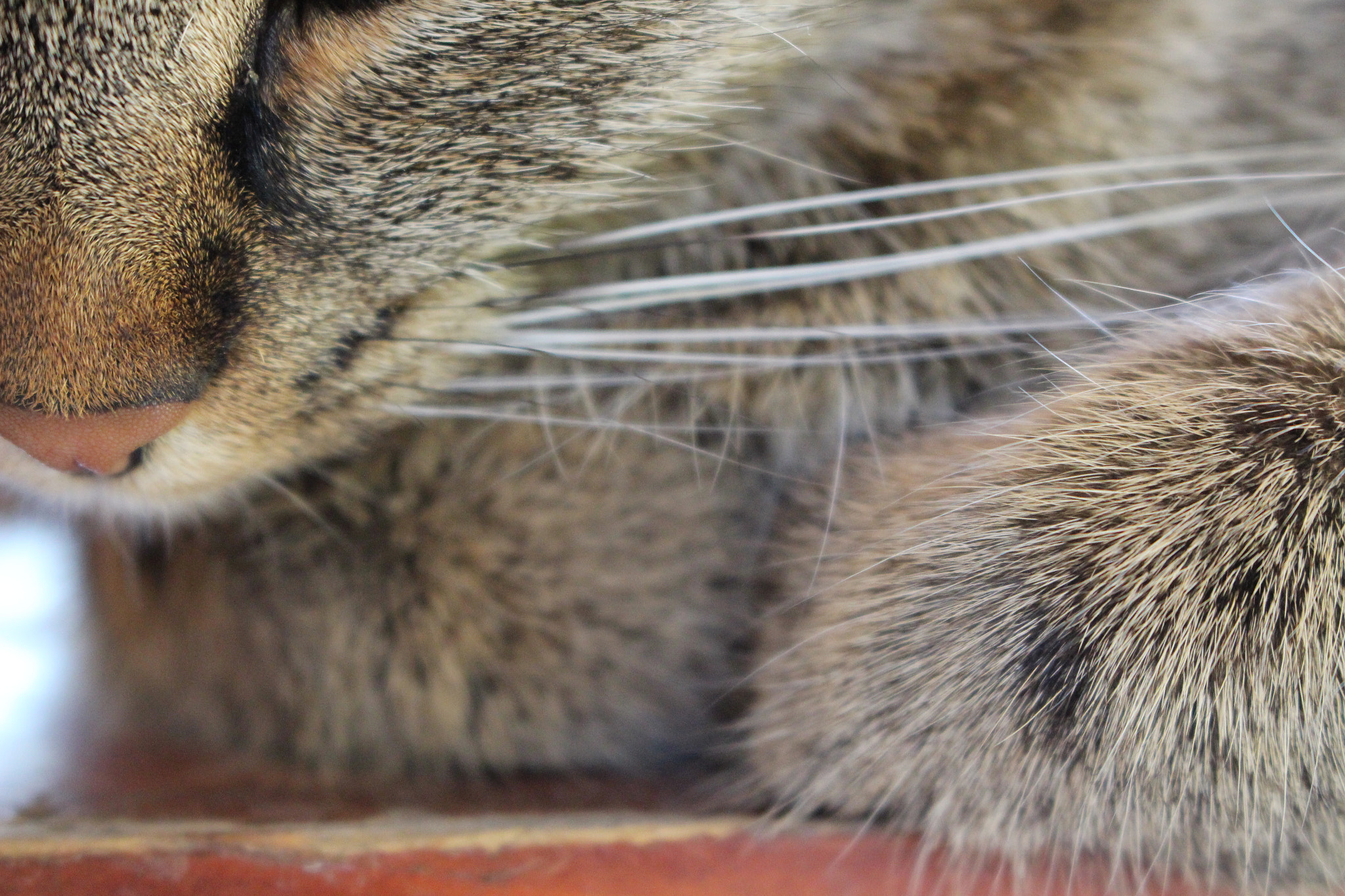 Canon EOS 650D (EOS Rebel T4i / EOS Kiss X6i) sample photo. Relax photography