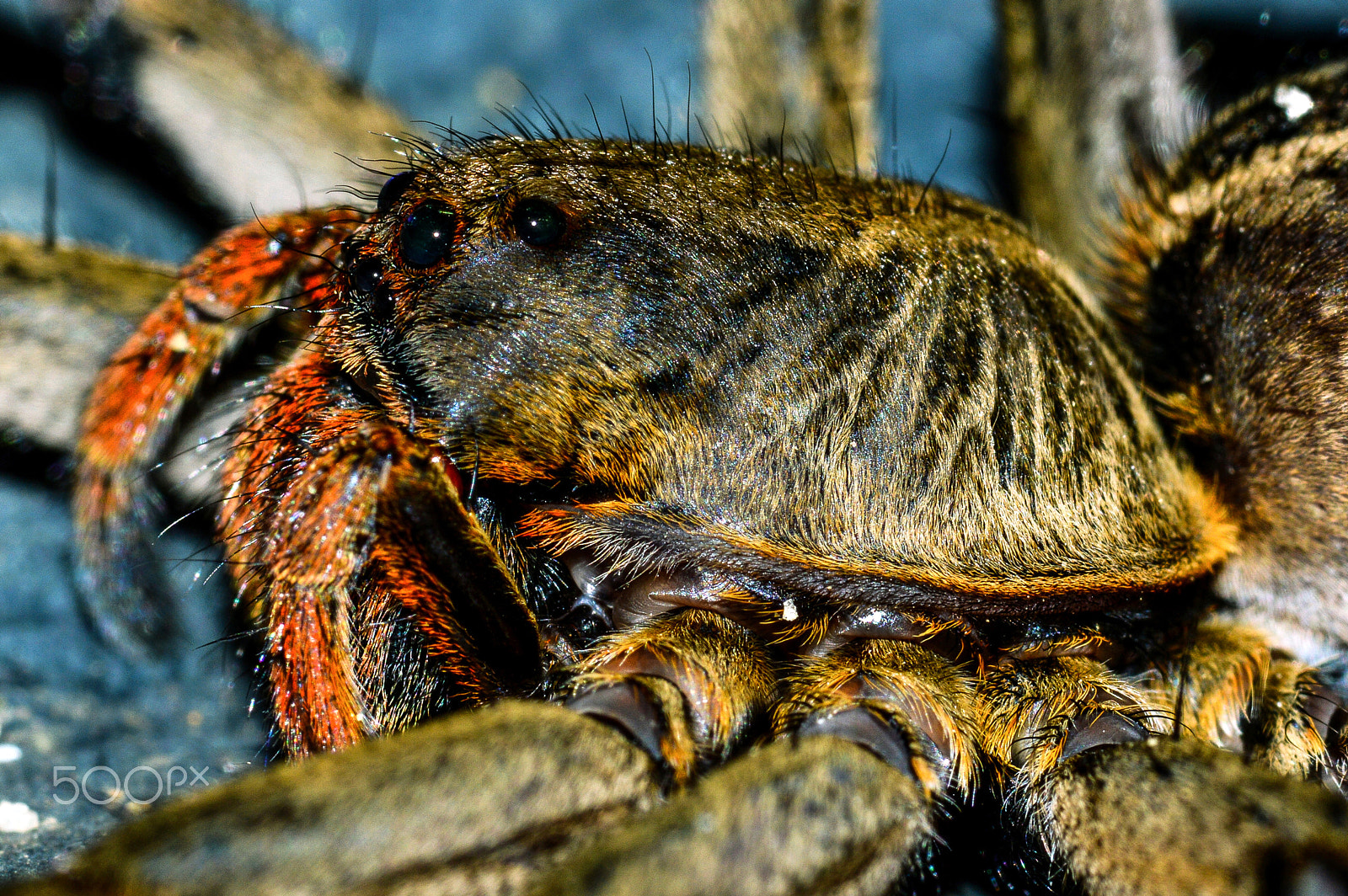 Nikon AF-S Micro-Nikkor 105mm F2.8G IF-ED VR sample photo. Spider photography