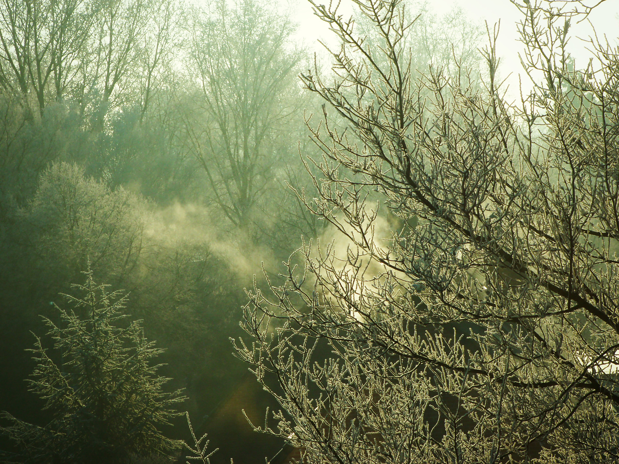 KONICA MINOLTA DiMAGE Z5 sample photo. Frozen trees photography