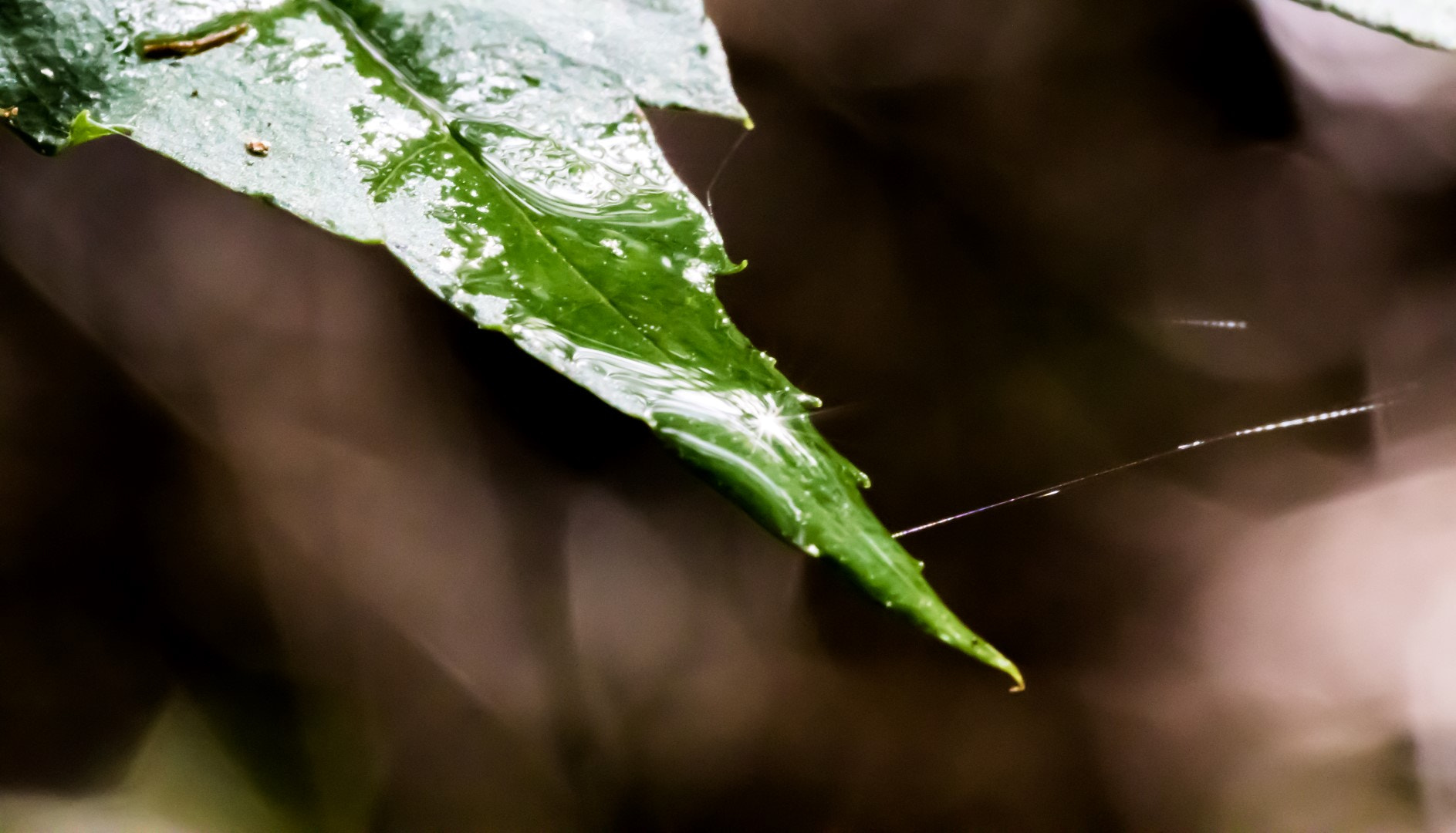Canon EF 100mm F2.8L Macro IS USM sample photo. Leaf photography
