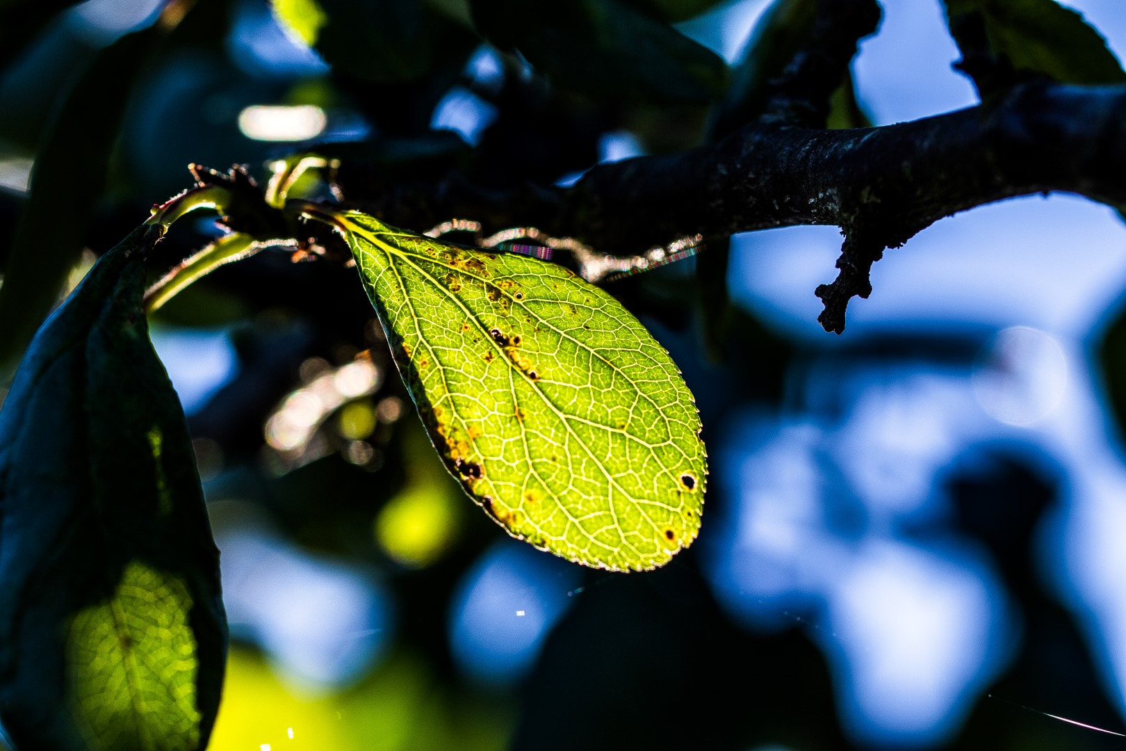 Canon EF 100mm F2.8L Macro IS USM sample photo. Backlight photography
