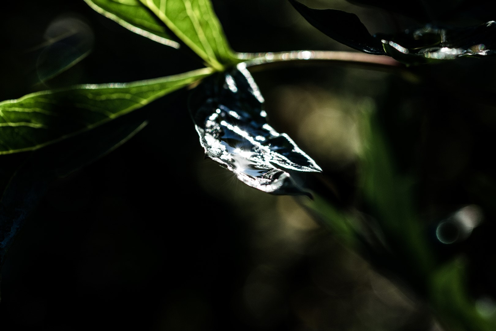 Canon EF 100mm F2.8L Macro IS USM sample photo. Shining leaf photography