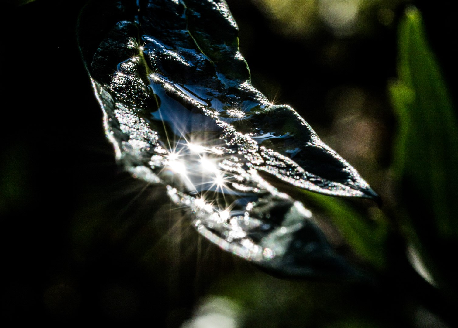 Canon EF 100mm F2.8L Macro IS USM sample photo. Water, sun, leaf photography