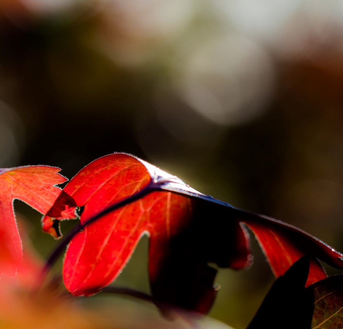 Canon EF 100mm F2.8L Macro IS USM sample photo. Red photography