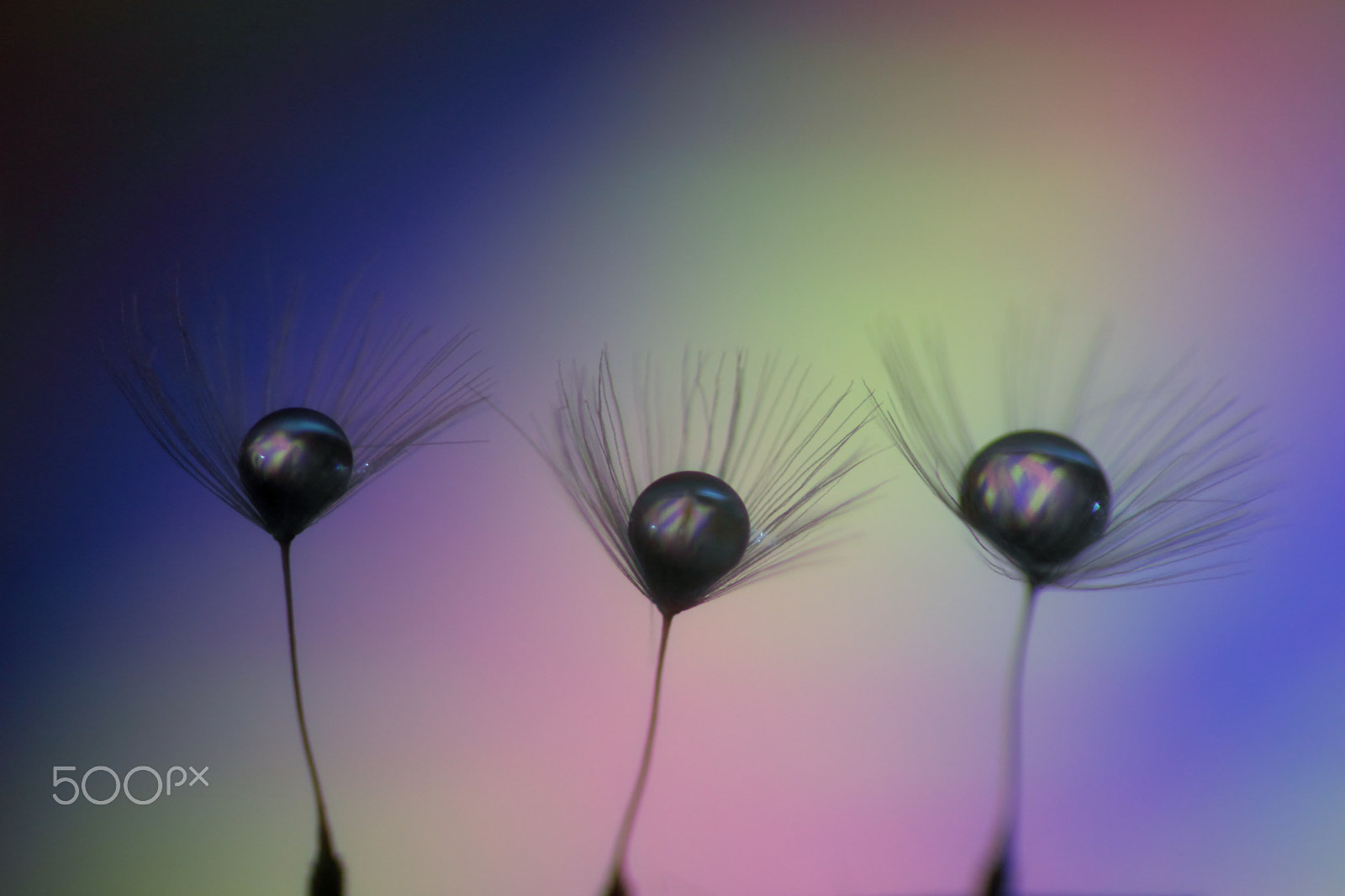 Canon EF 100mm F2.8 Macro USM sample photo. Muted colors photography