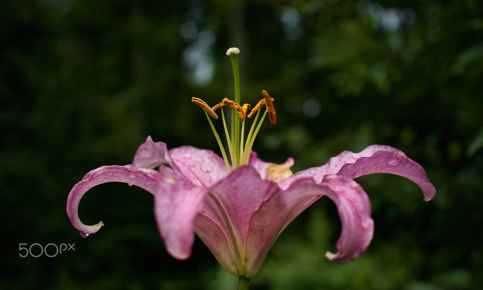 Nikon 1 J2 + Nikon 1 Nikkor 18.5mm F1.8 sample photo. Skyward lily photography