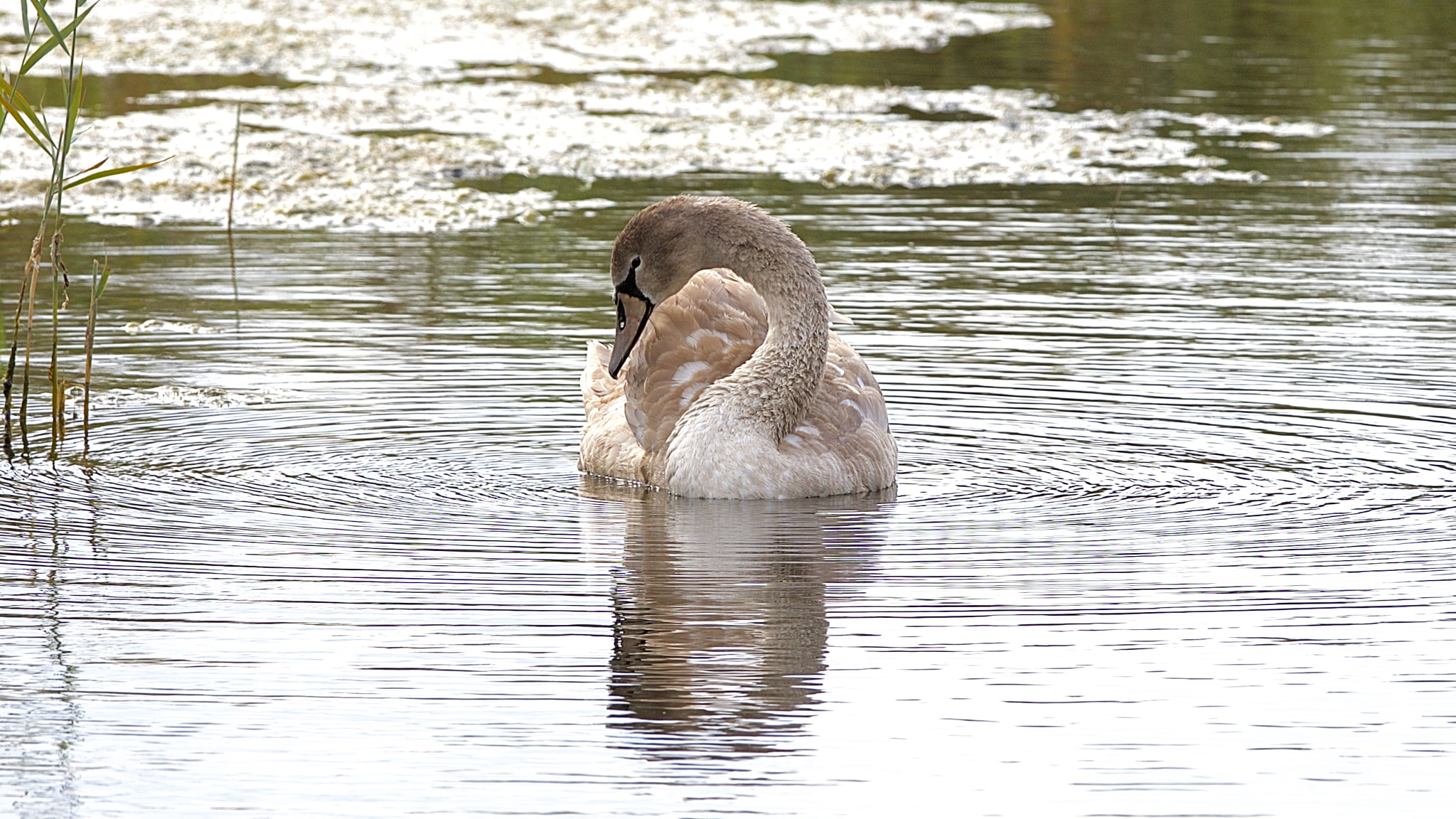 Canon EF 300mm F2.8L IS USM sample photo. Young swan. photography