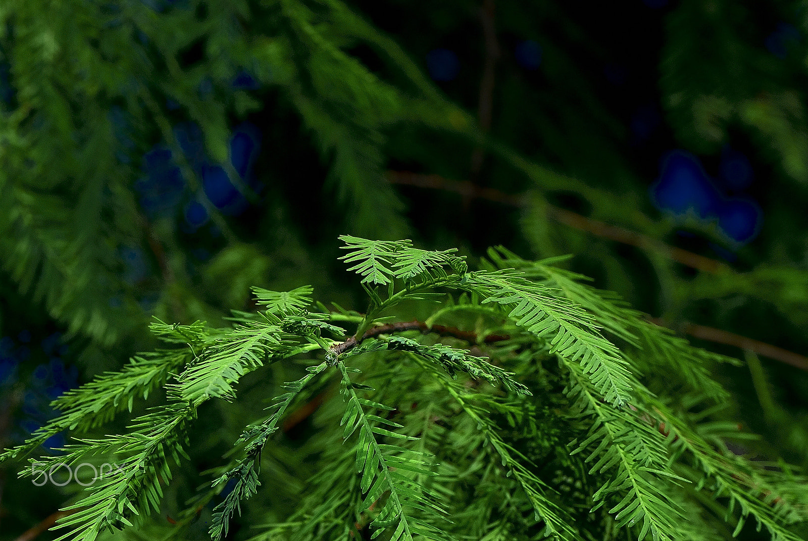 Nikon D200 sample photo. Cedar leaves grab the green photography