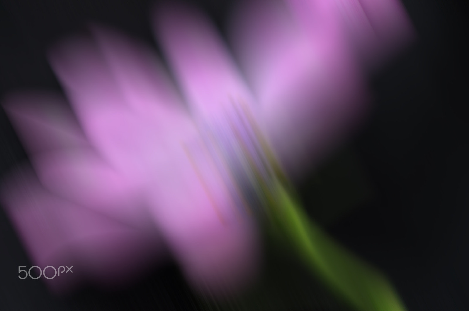 Nikon AF-S DX Micro Nikkor 40mm F2.8 sample photo. Botanical abstract photography