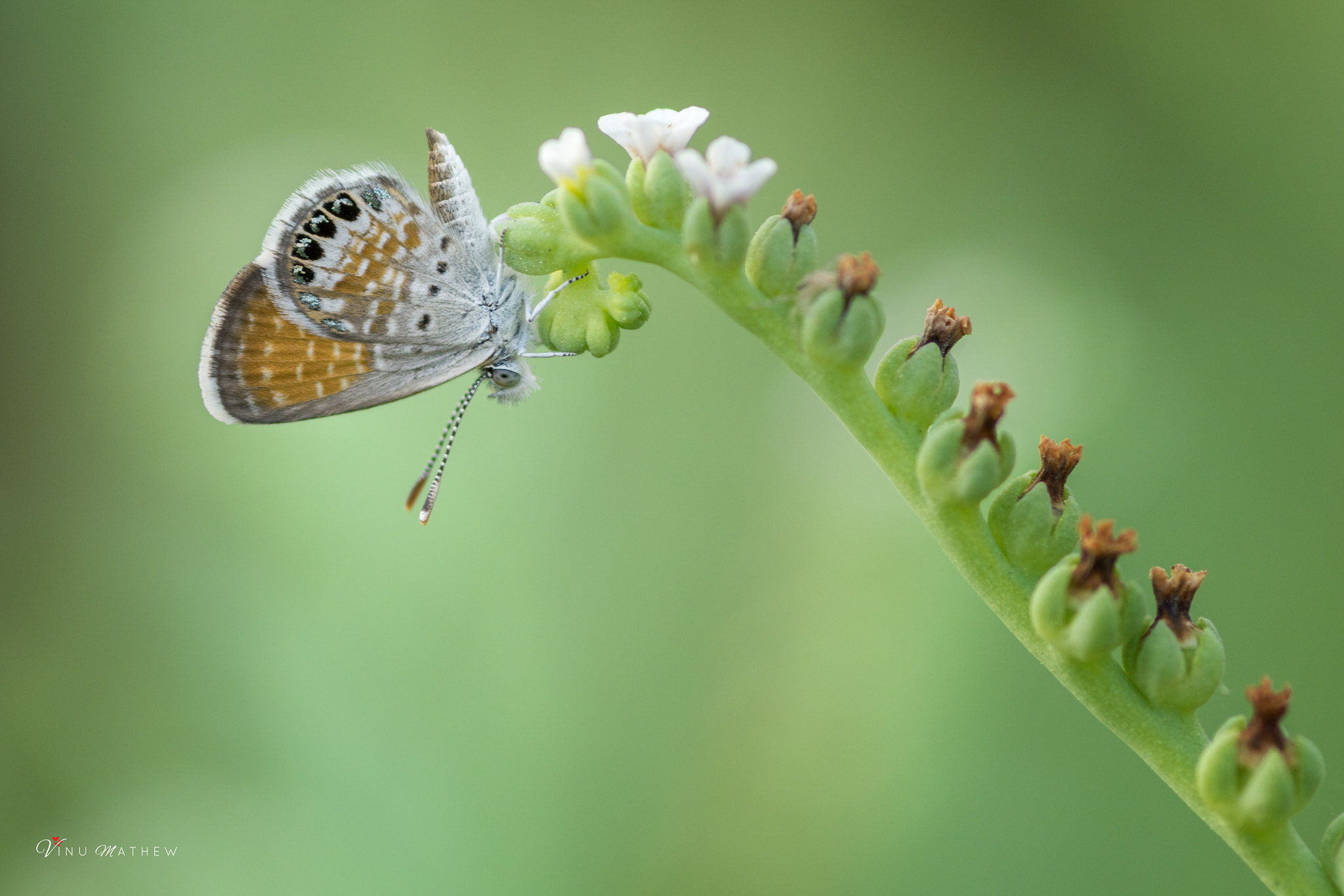 Tokina AT-X Pro 100mm F2.8 Macro sample photo. Western pygmy blue - worlds smallest butterfy photography