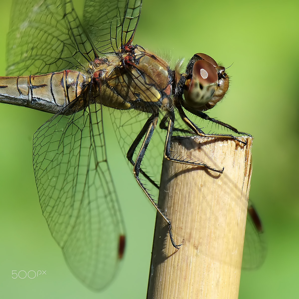 Nikon D810 sample photo. Dragonfly photography