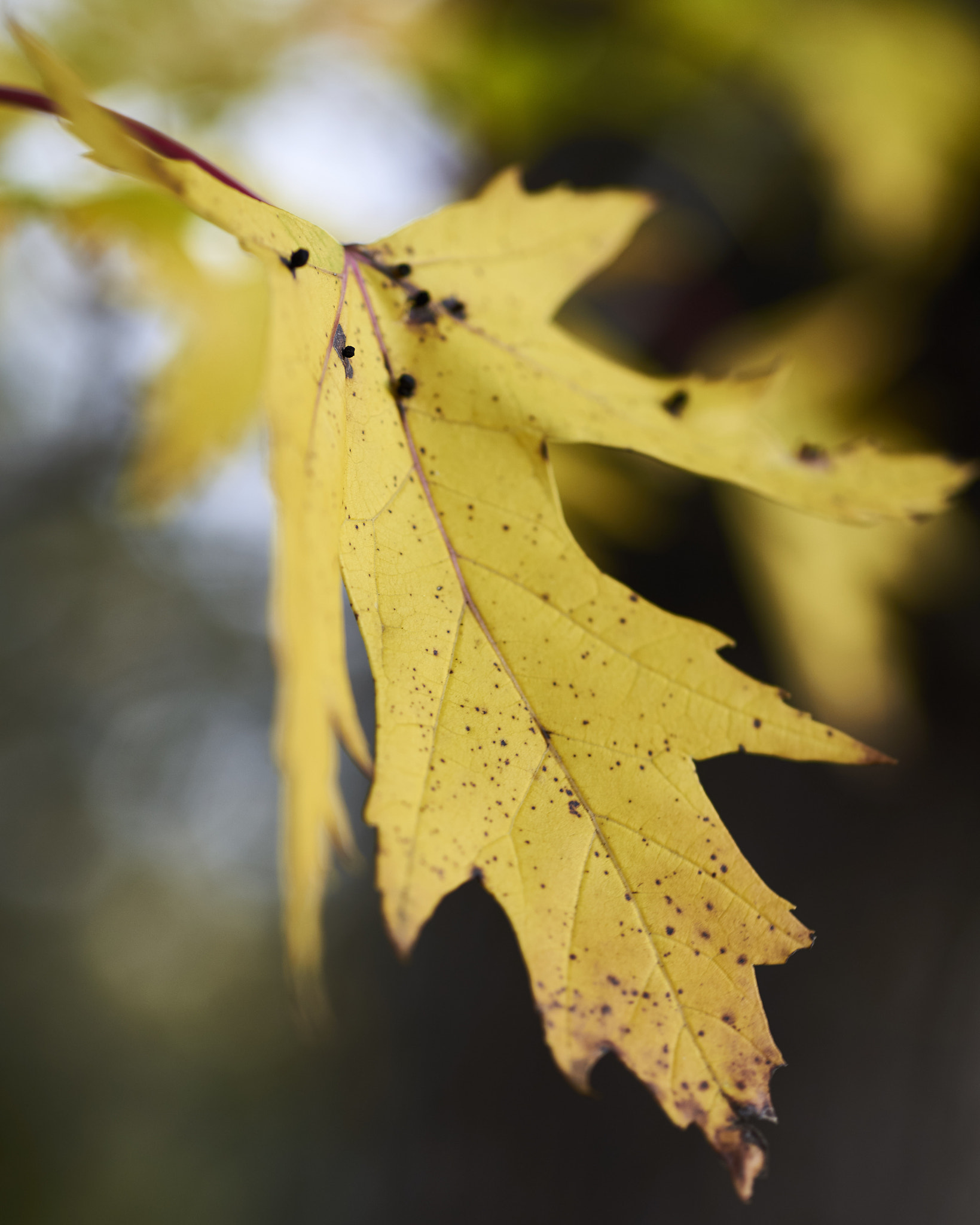 Nikon AF Micro-Nikkor 60mm F2.8D sample photo. Autumn leaf photography