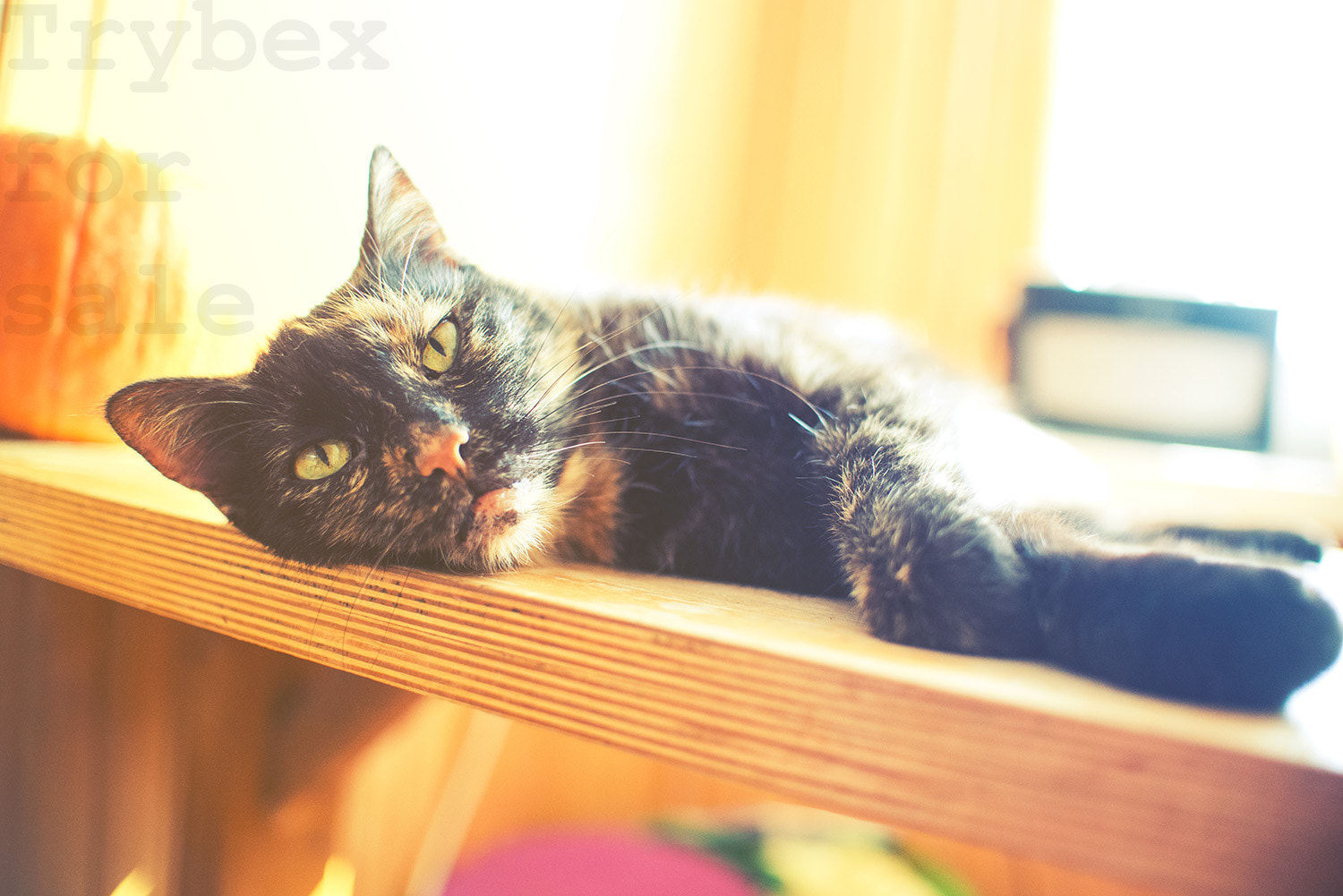 Nikon D610 sample photo. Triple color cat on wood table with pumpkin and bright light fro photography