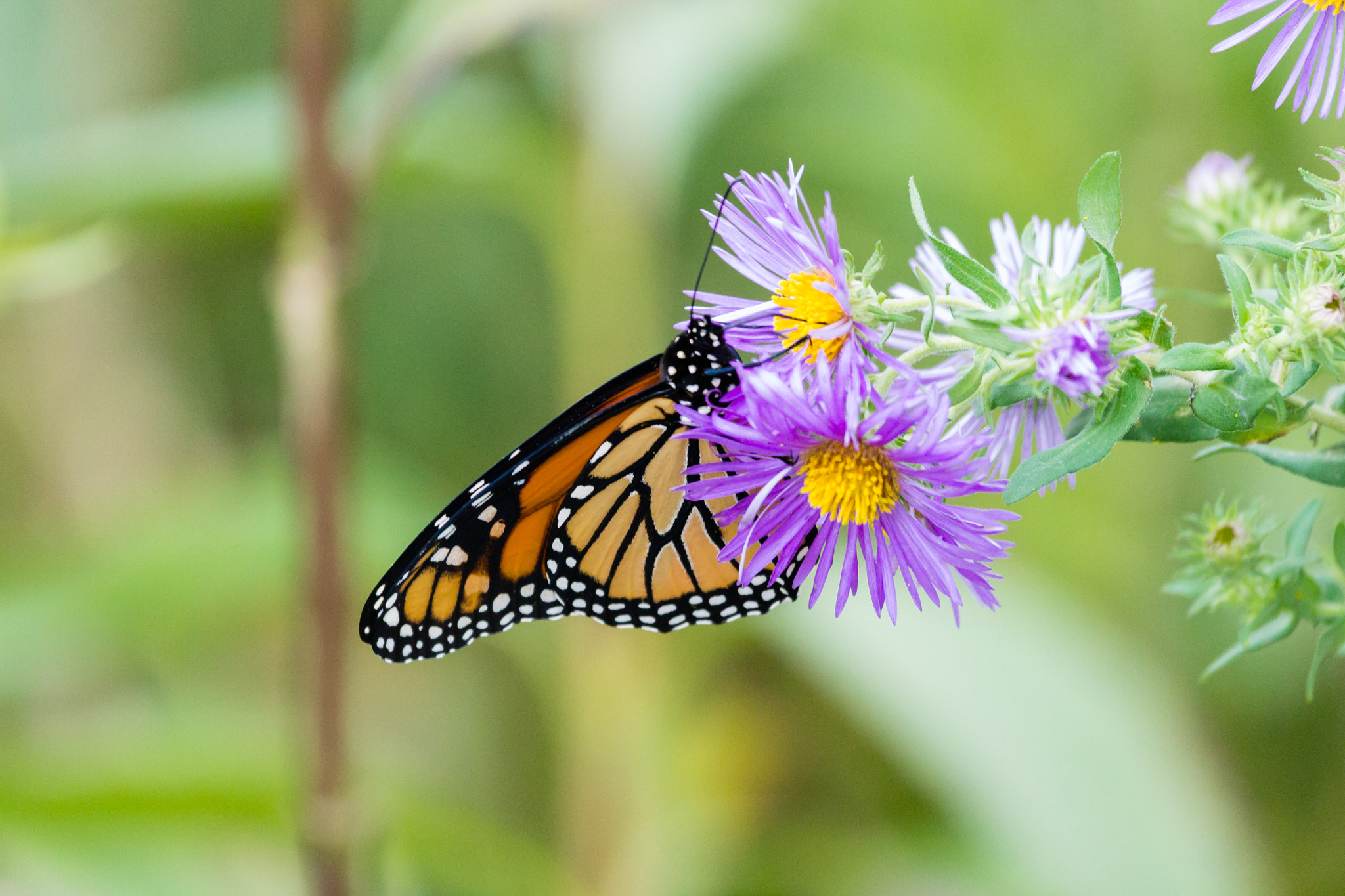 Canon EF 100-400mm F4.5-5.6L IS USM sample photo. Monarch butterfly on a purple flower photography